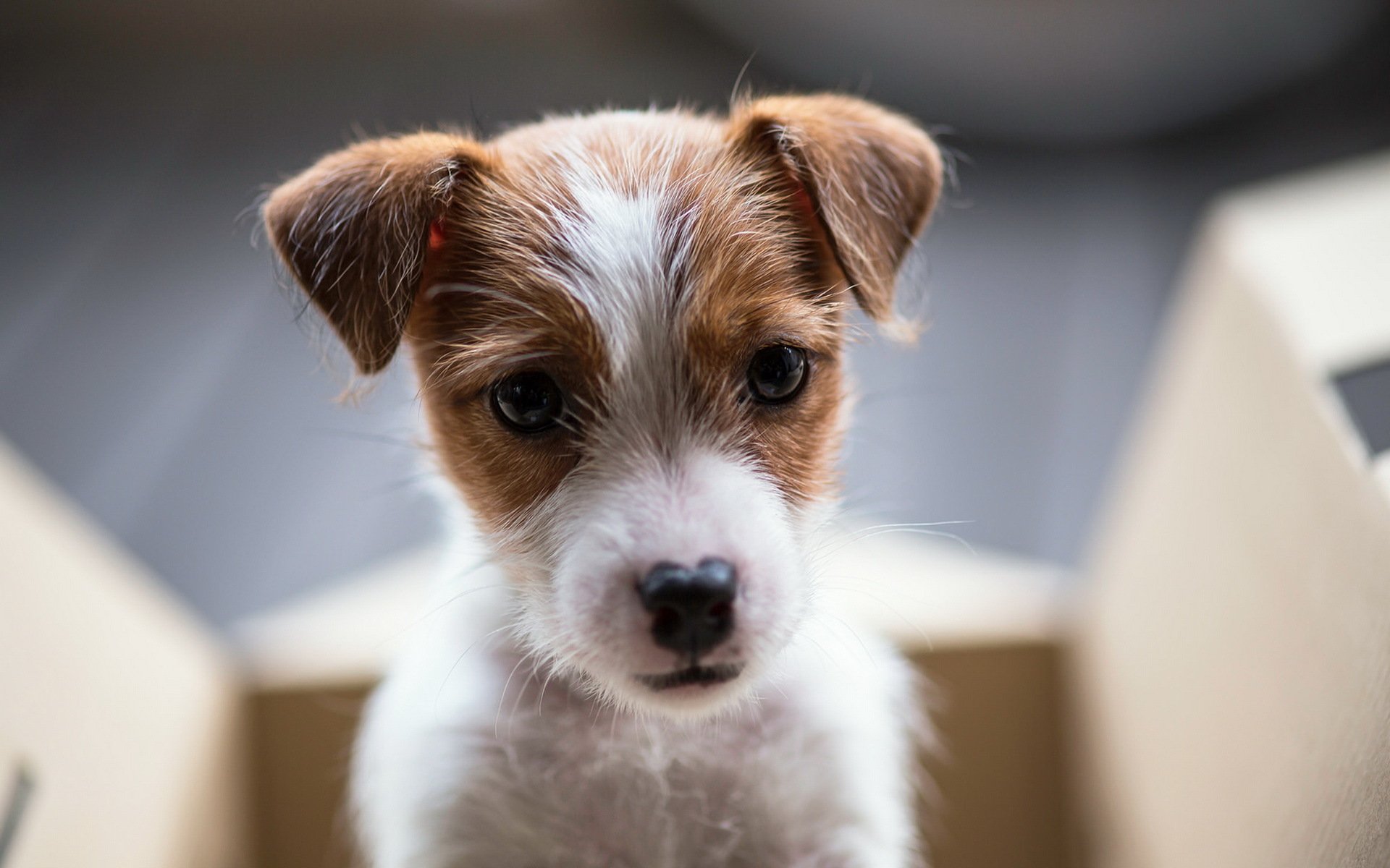 chien vue ami chiot