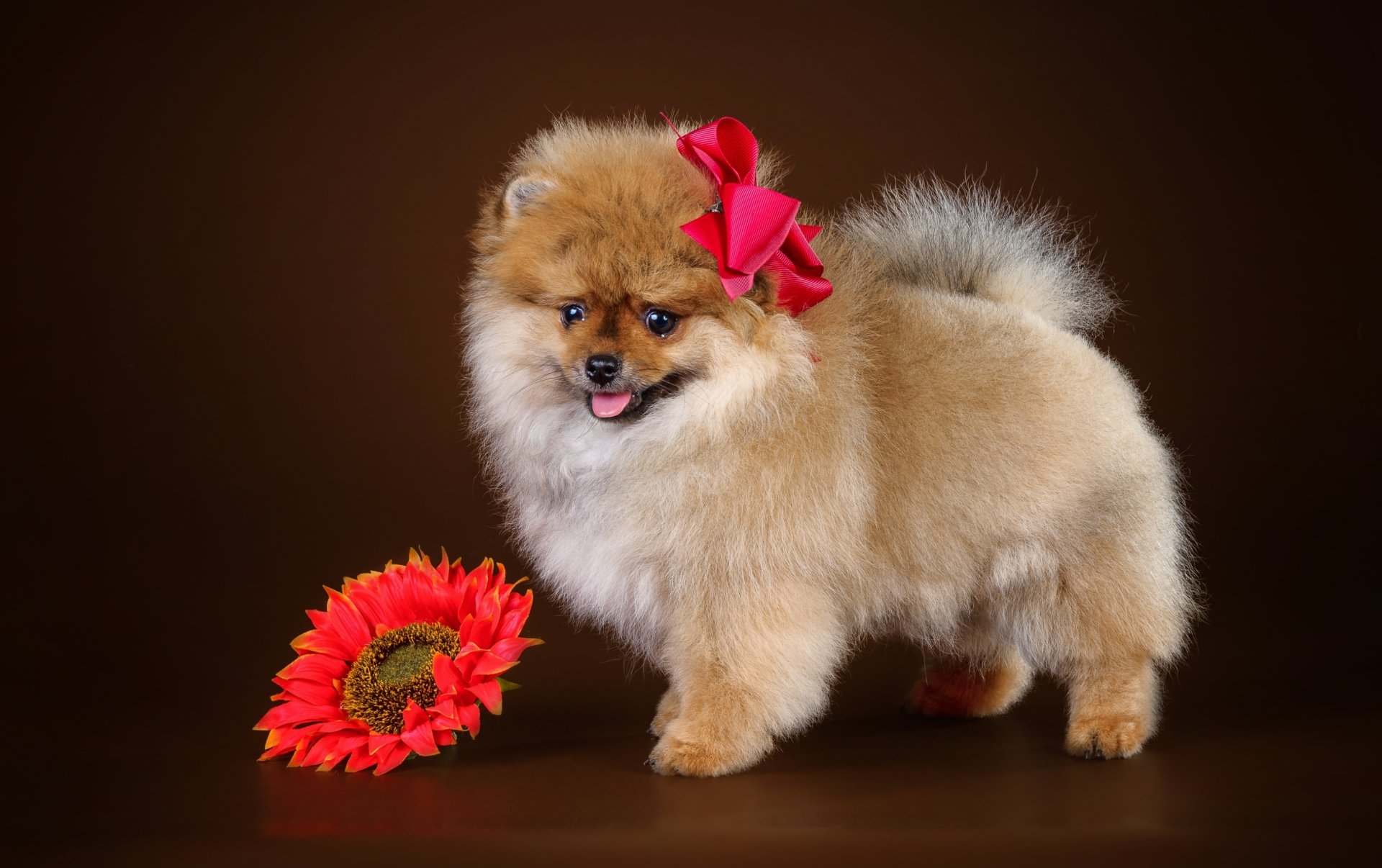 spitz welpe bogen blume