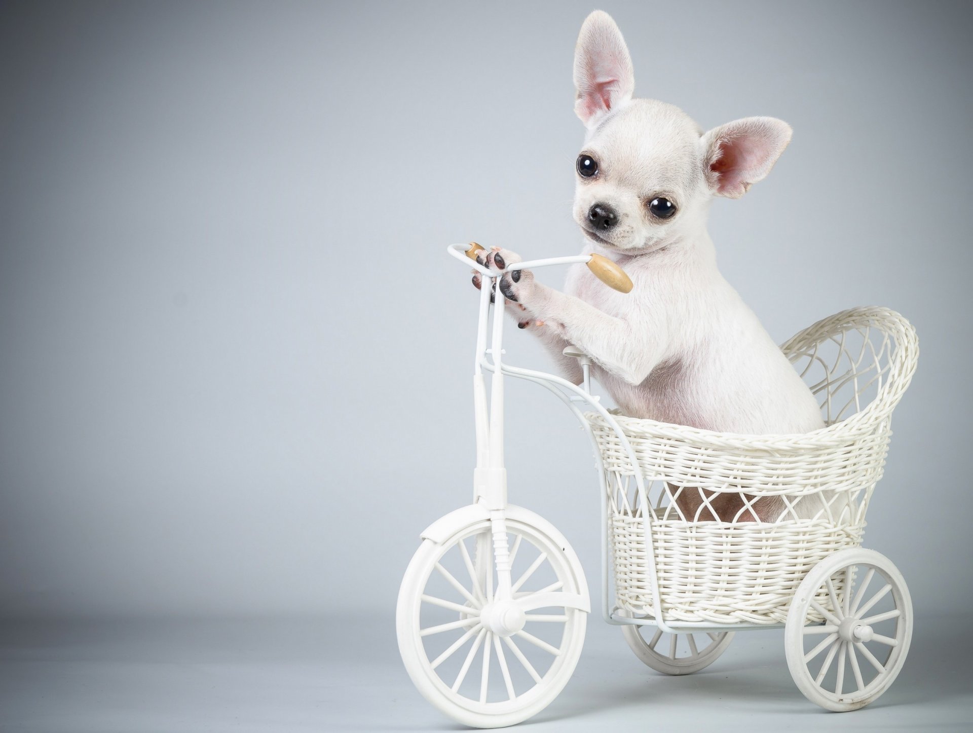 chien chiot vélo
