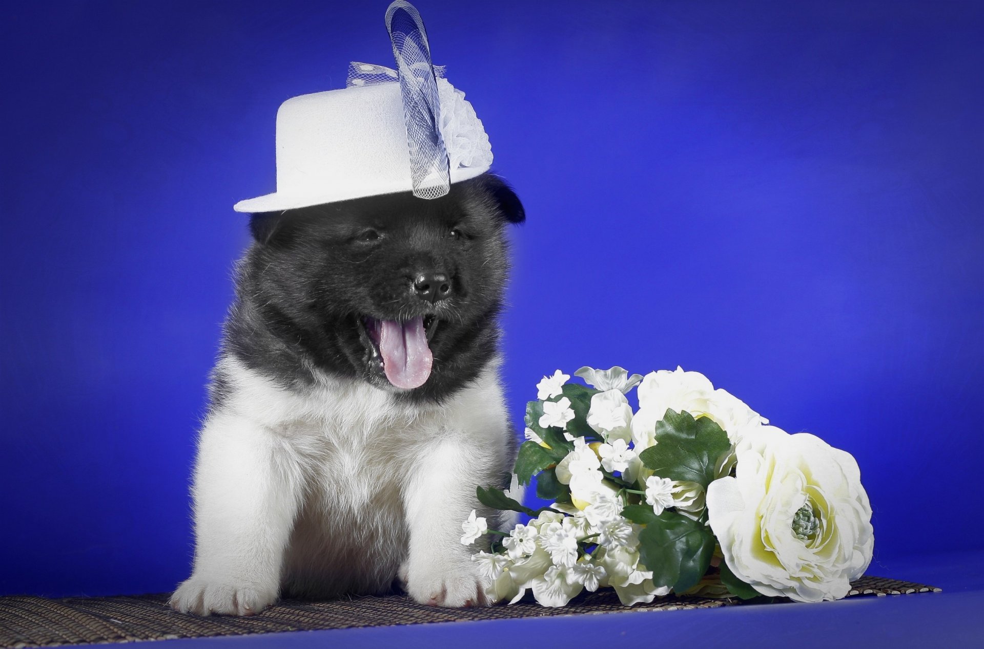 chiot chapeau fleurs