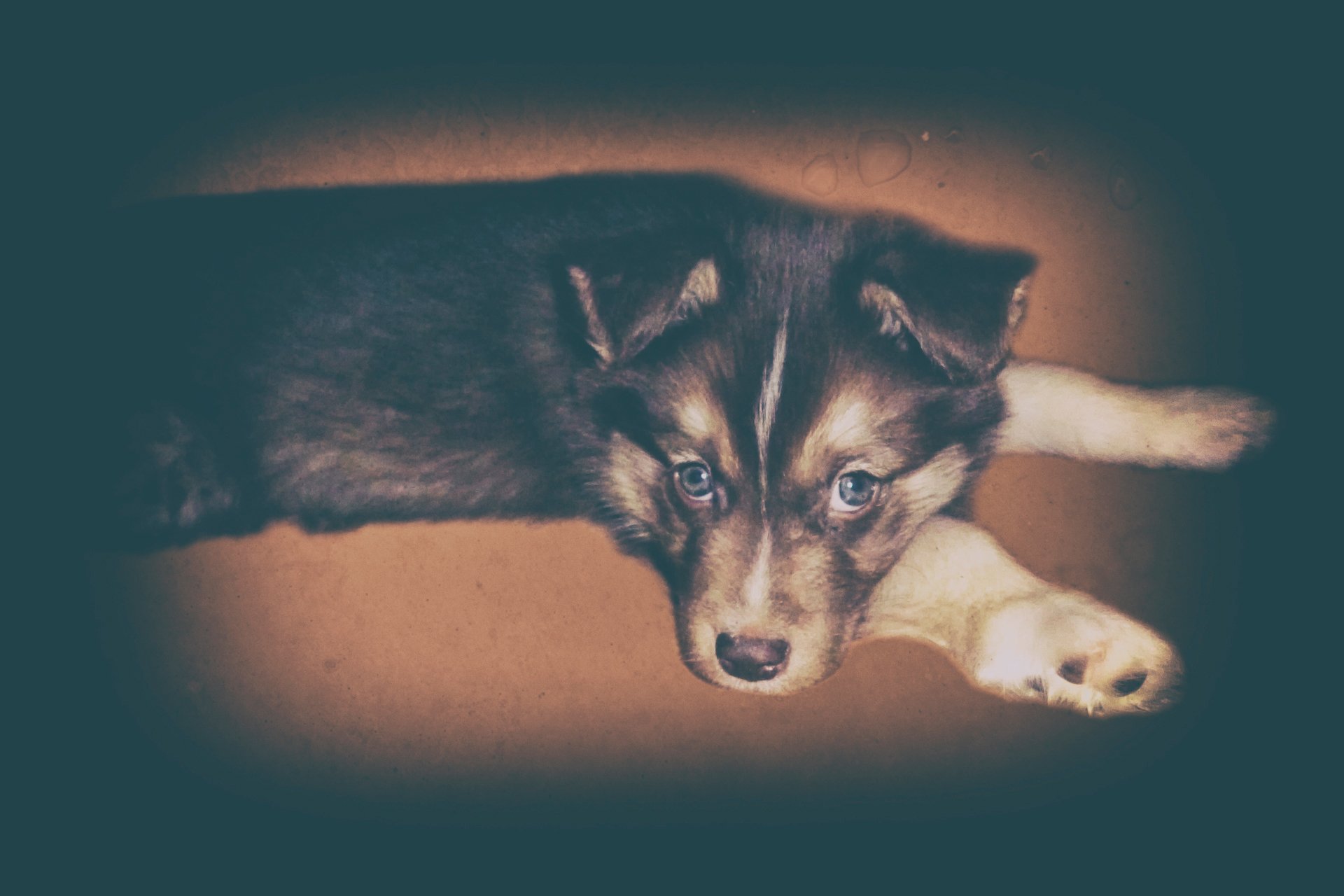 puppy other dog view filter
