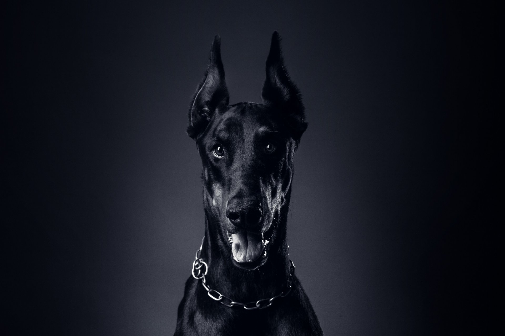 chien doberman langue chaîne collier