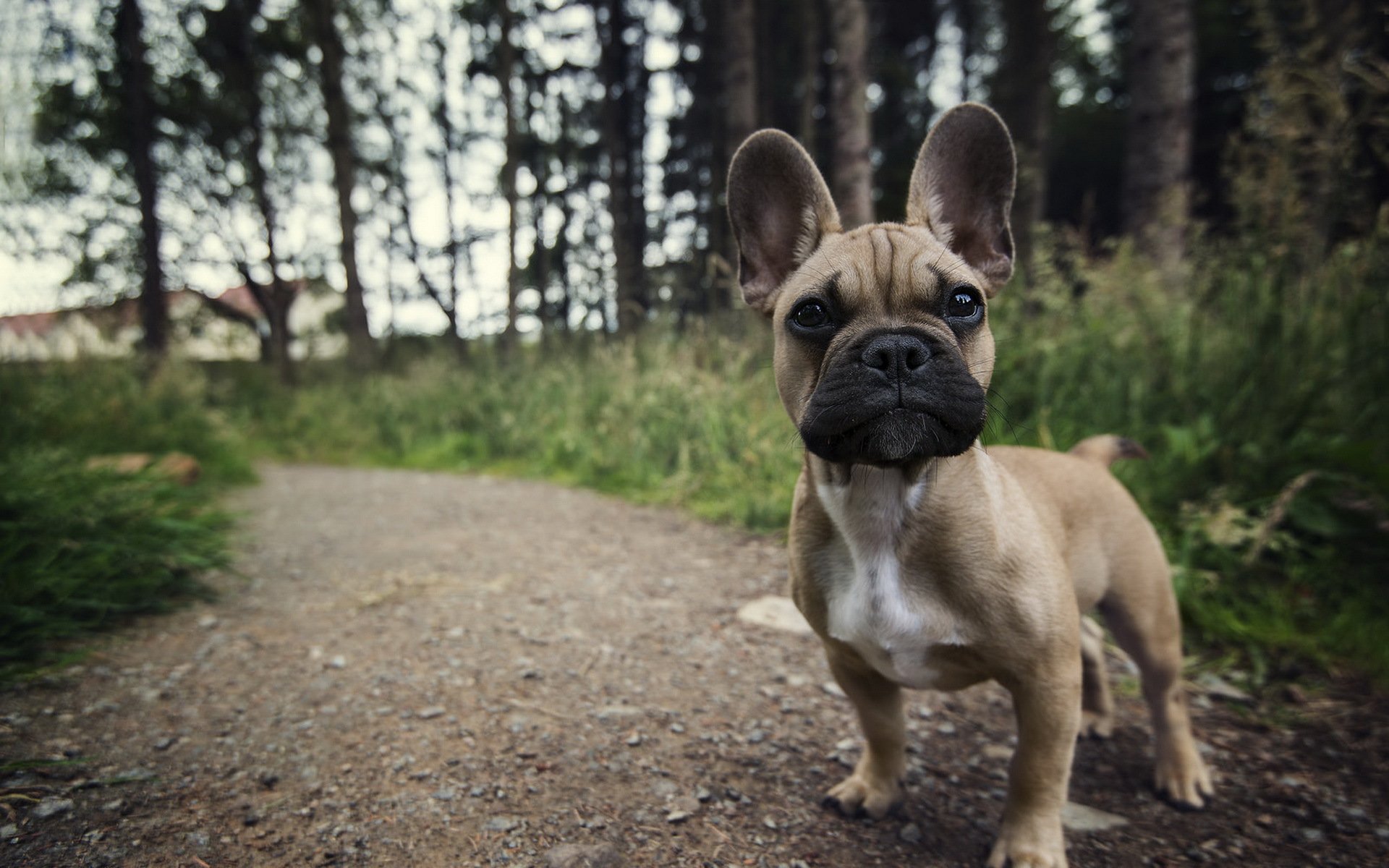 chien vue ami été
