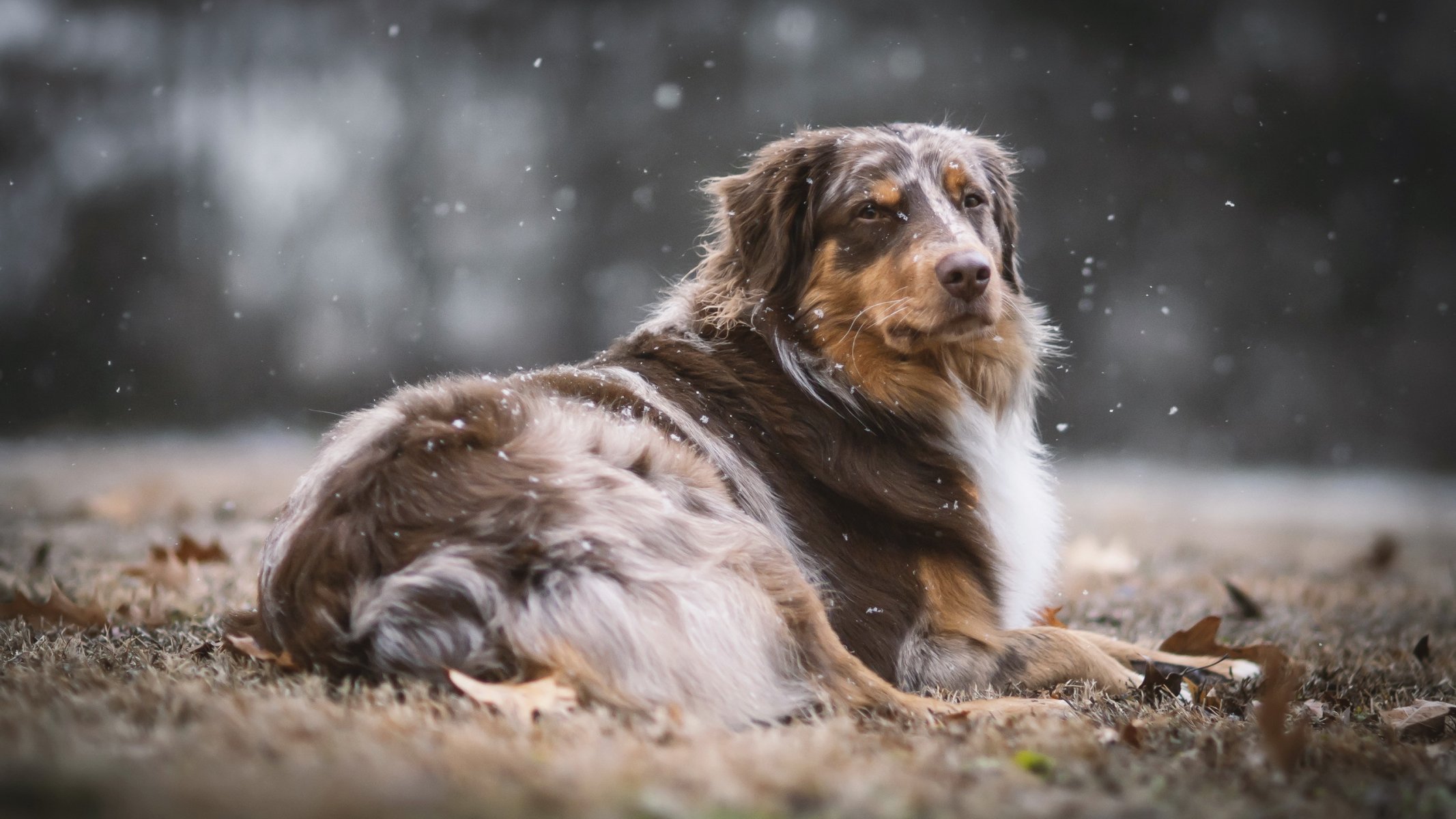 chien regard ami