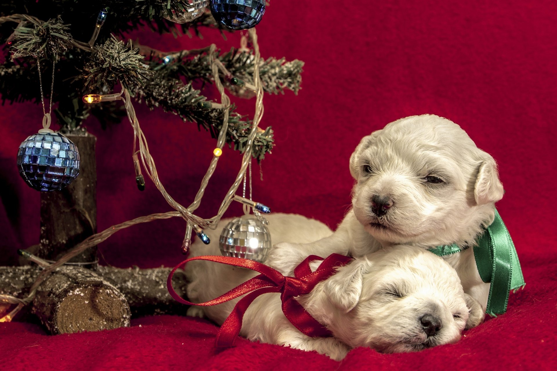 animali cani cuccioli cuccioli coppia nastri archi lampadine palle palle giocattolo nuovo anno vacanza