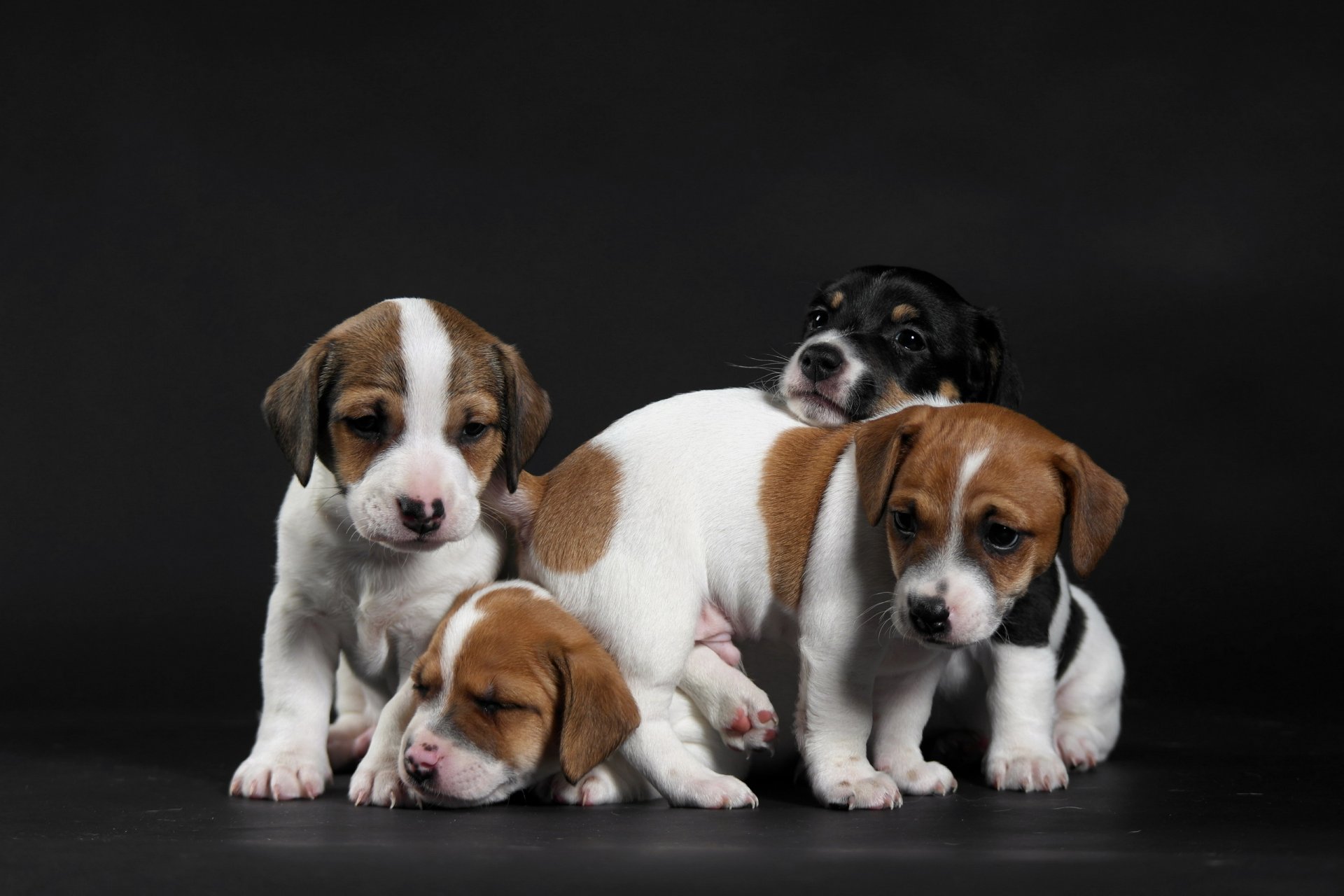 dogs puppies background