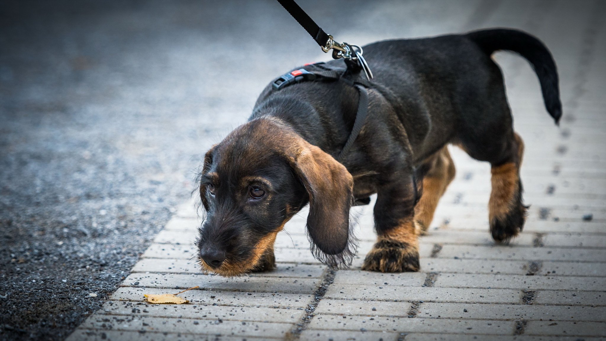 dog other street