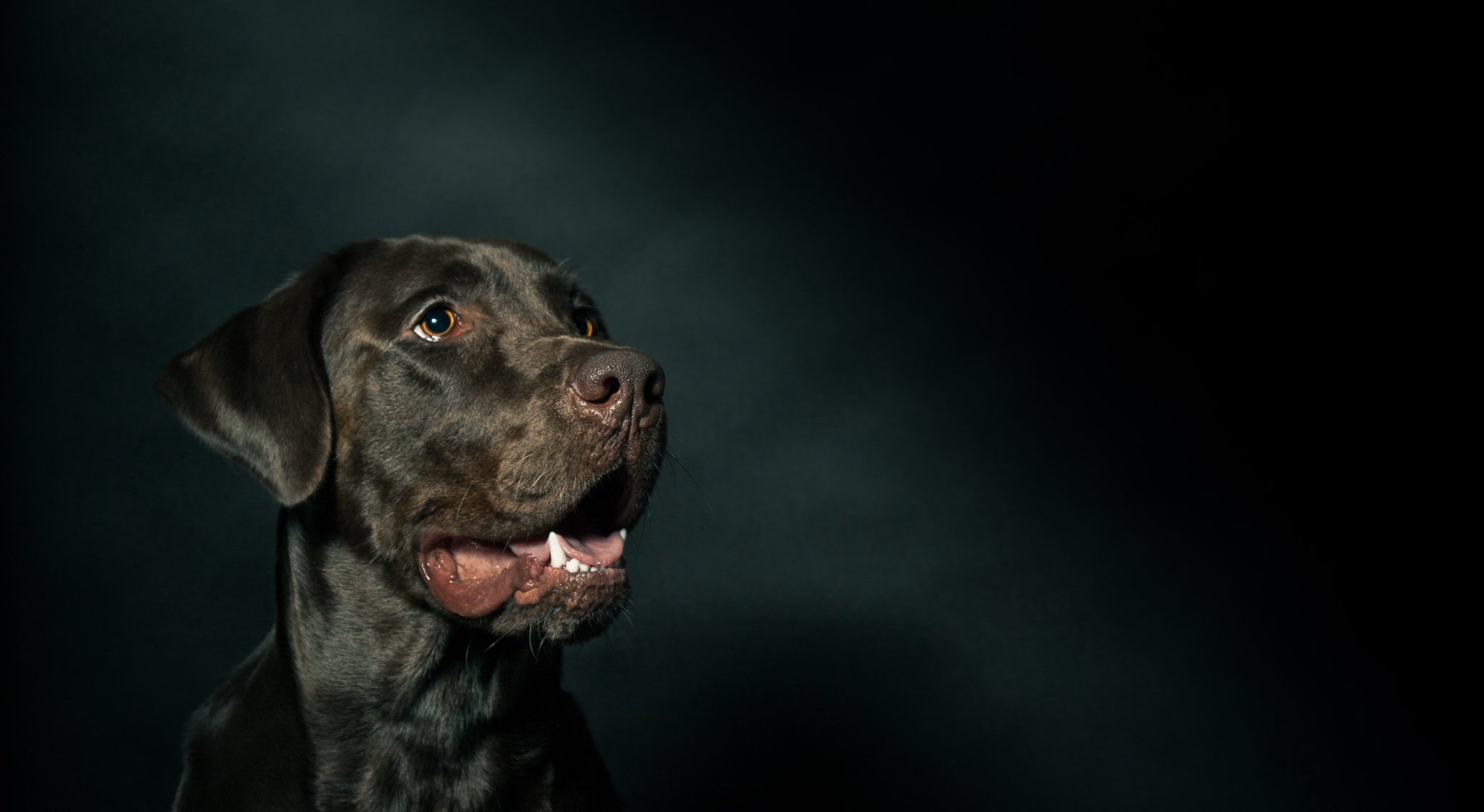 perro mirada amigo