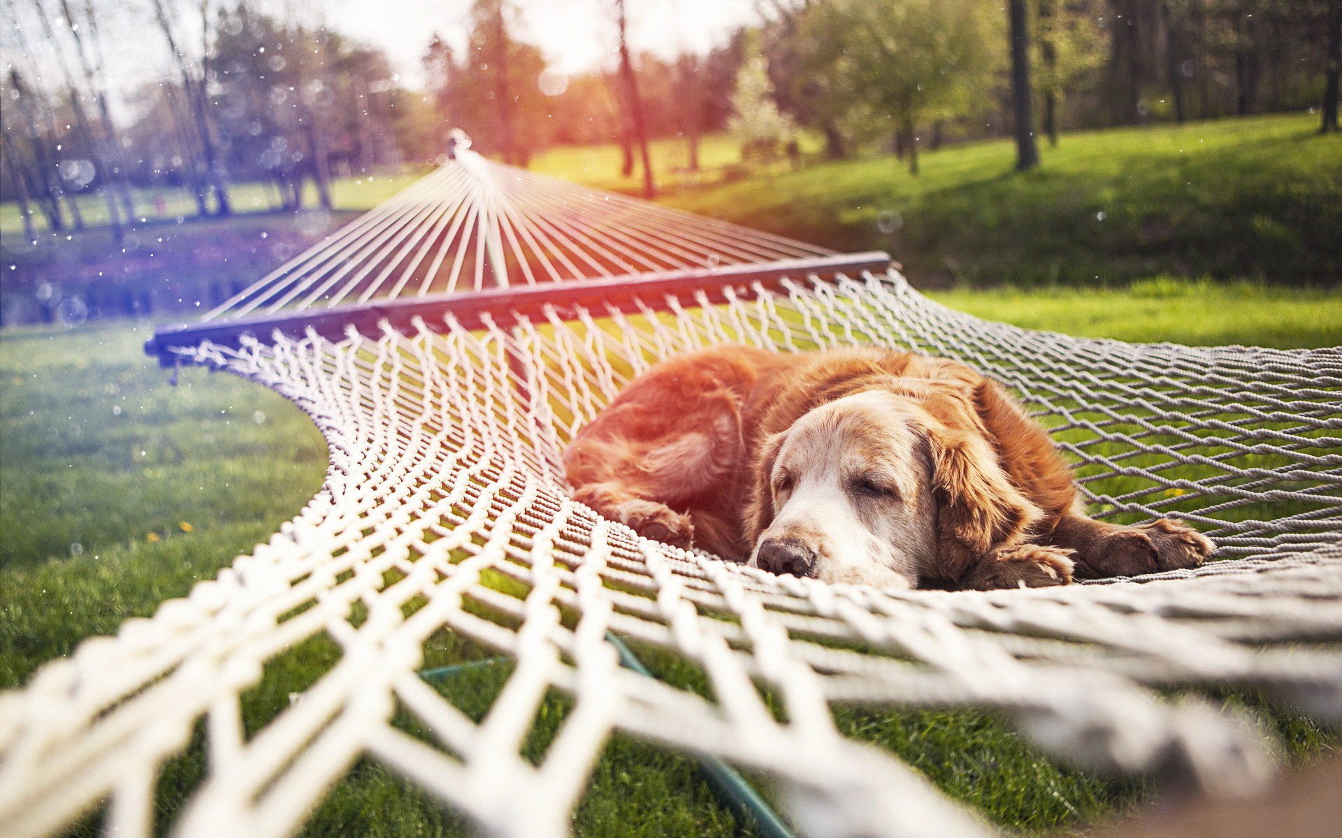 park grass nature sports hammock rope green sleeping