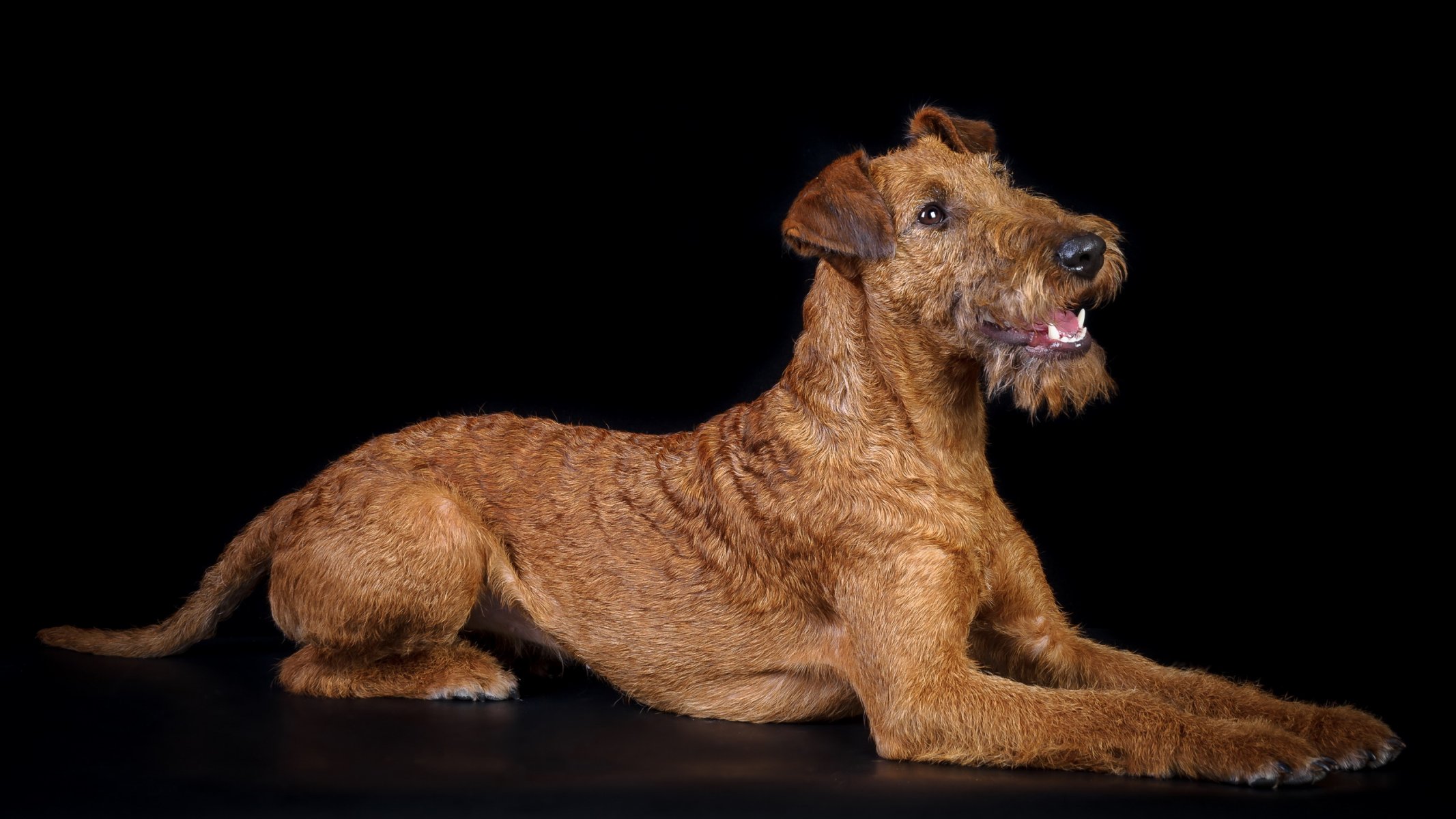 chien regard ami