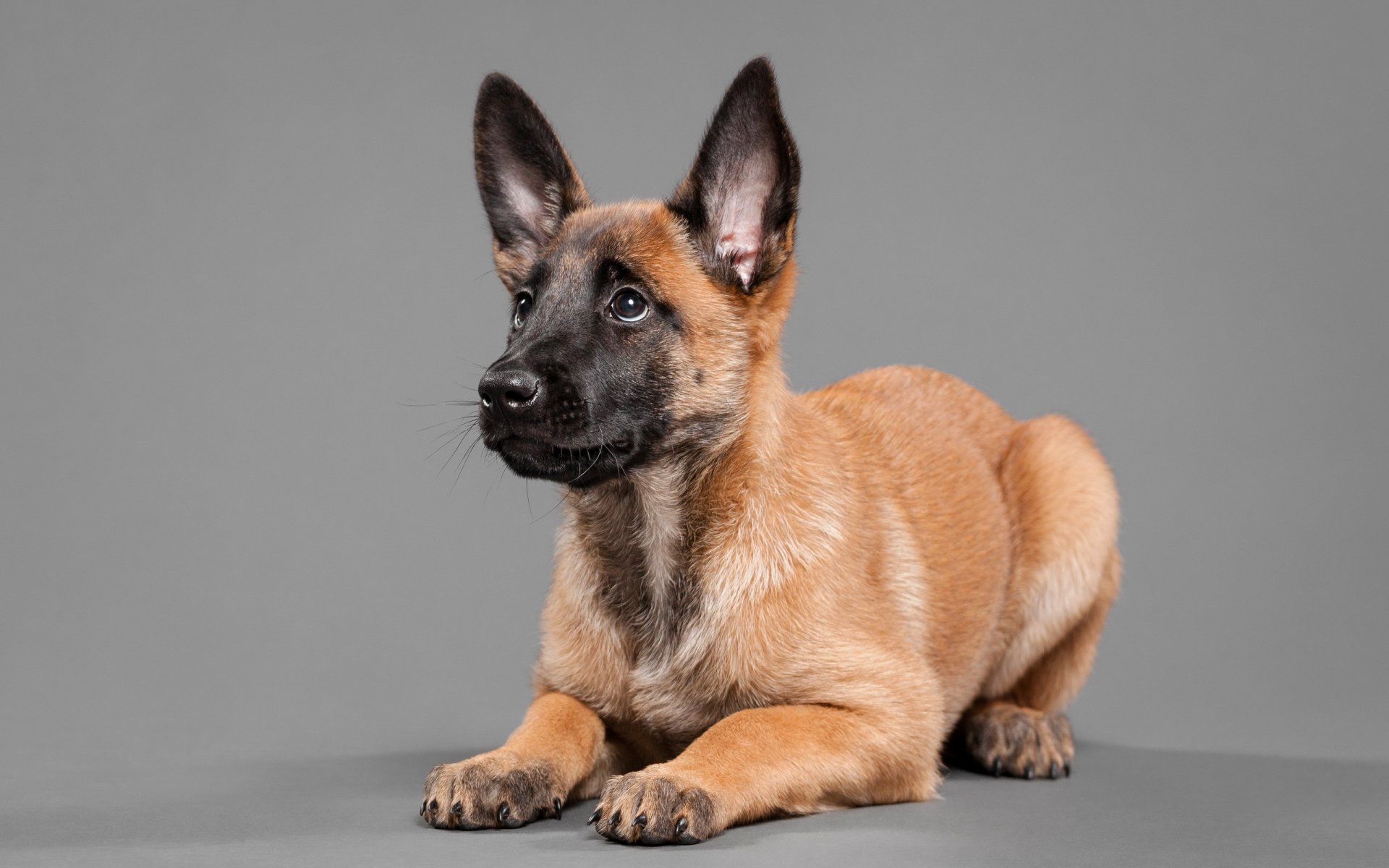 dog view other