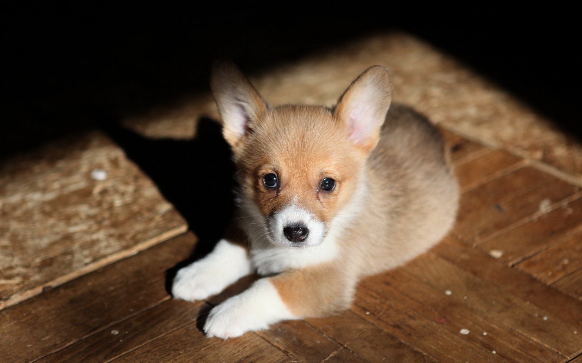 chien regard ami