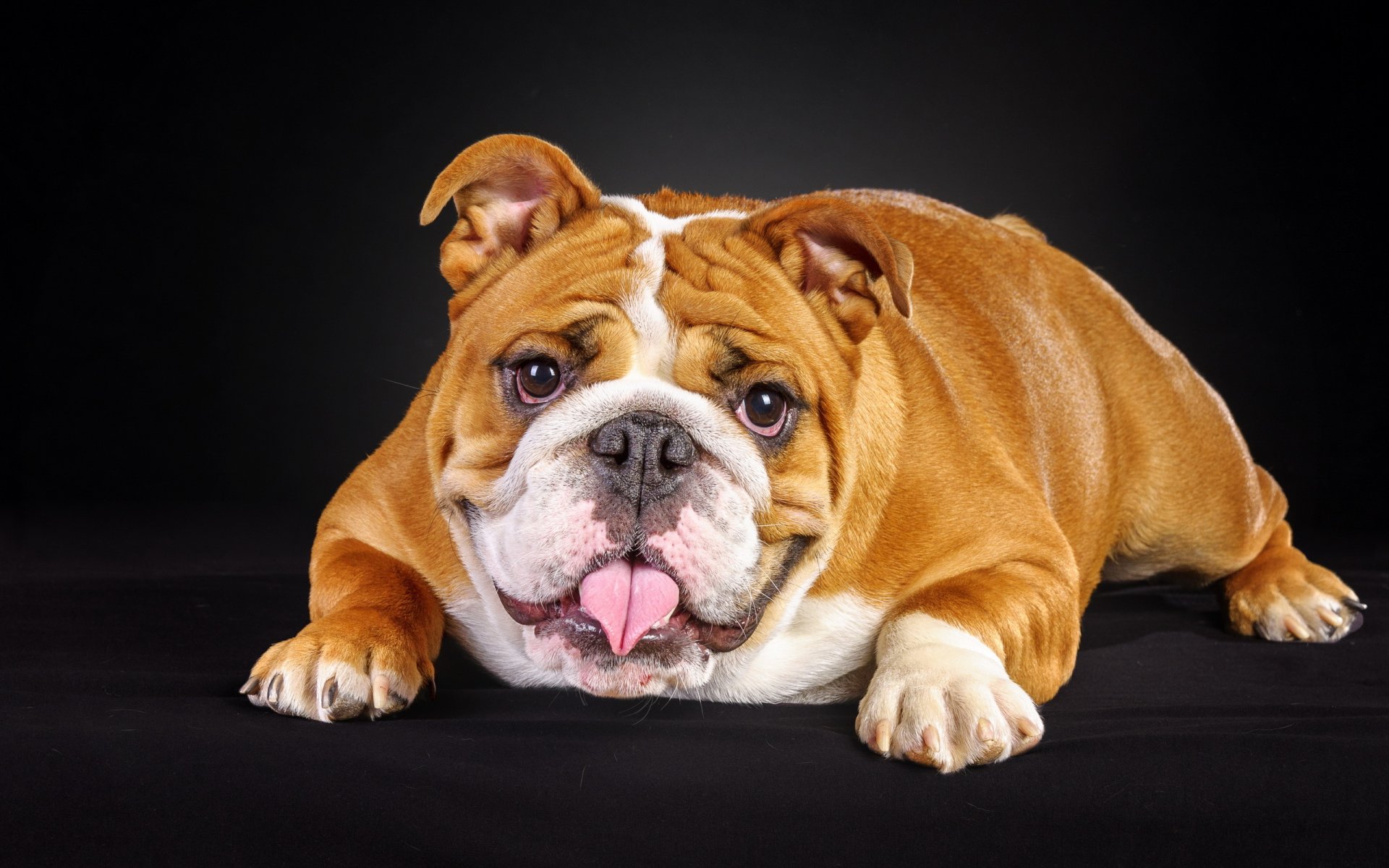 hund blick freund