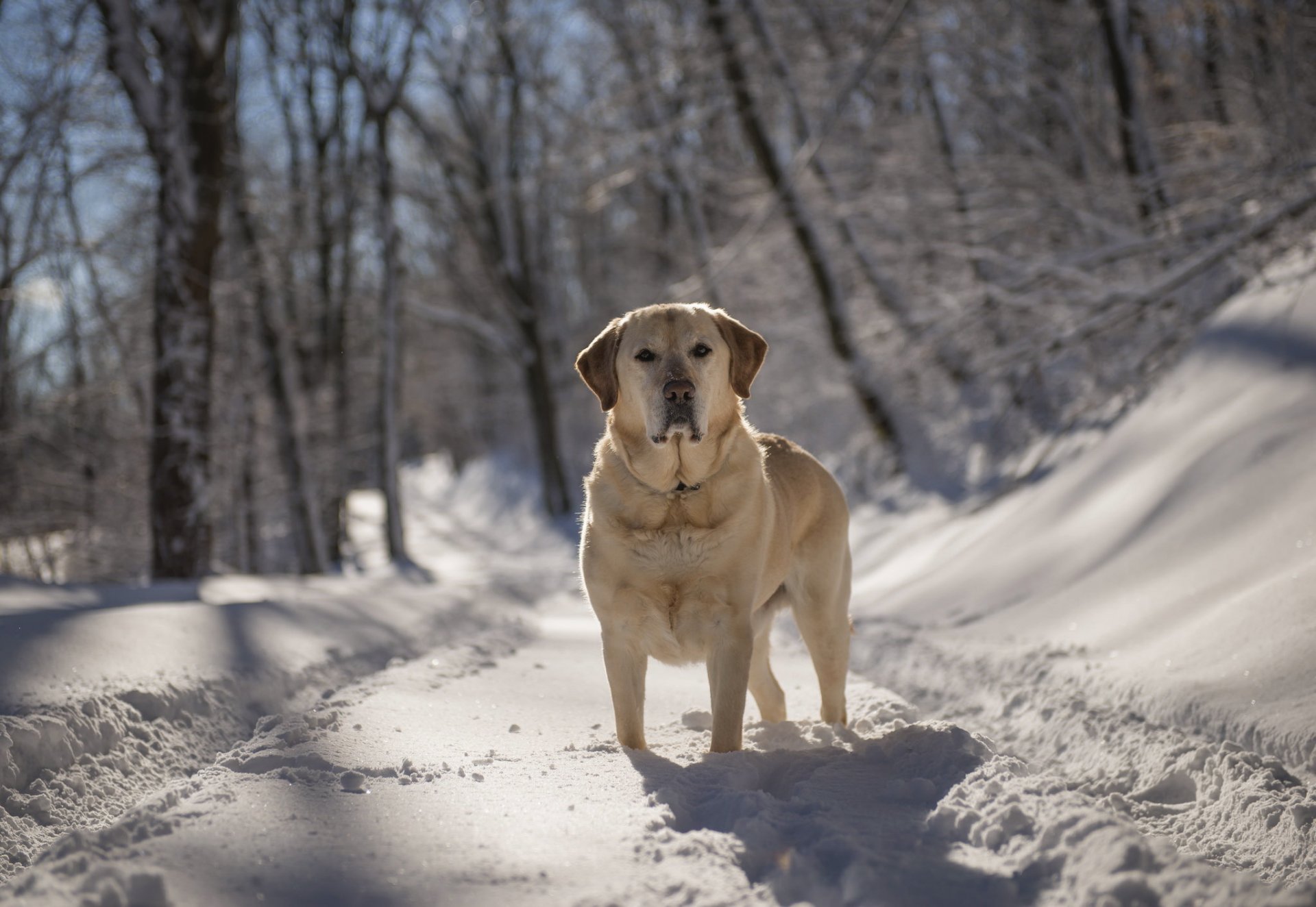 dog view other winter