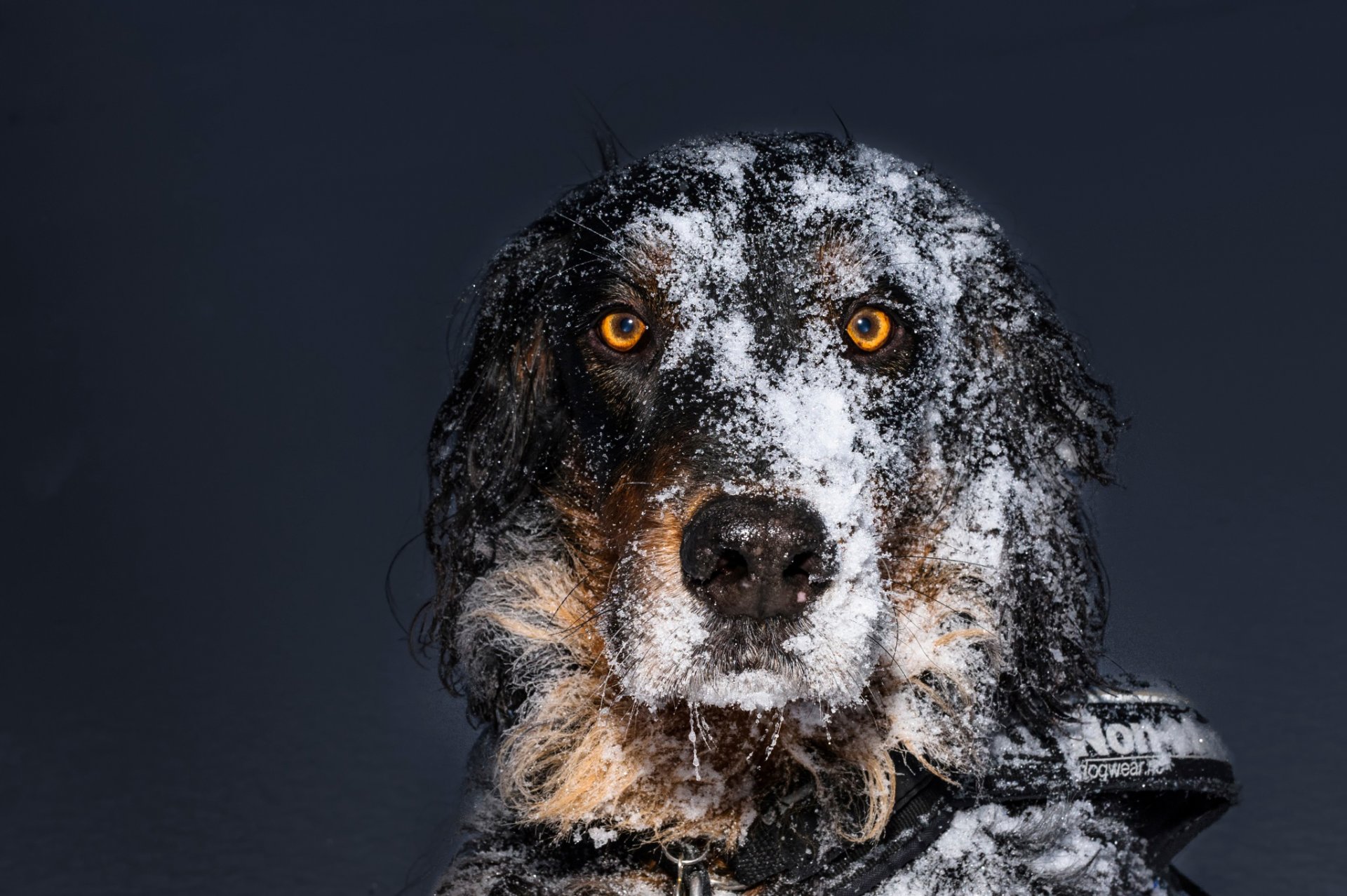 amigo nieve perro vista