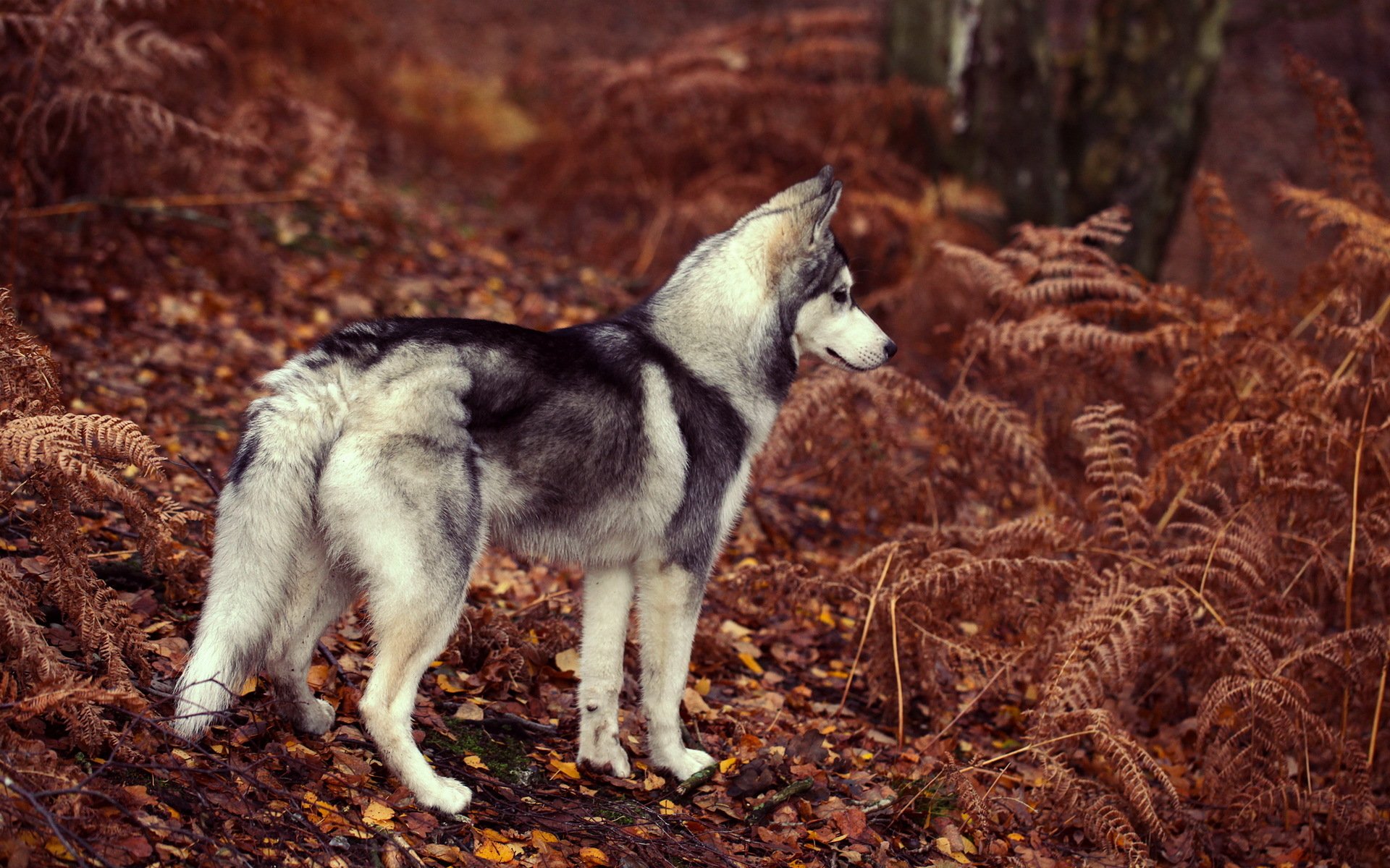 dog other view