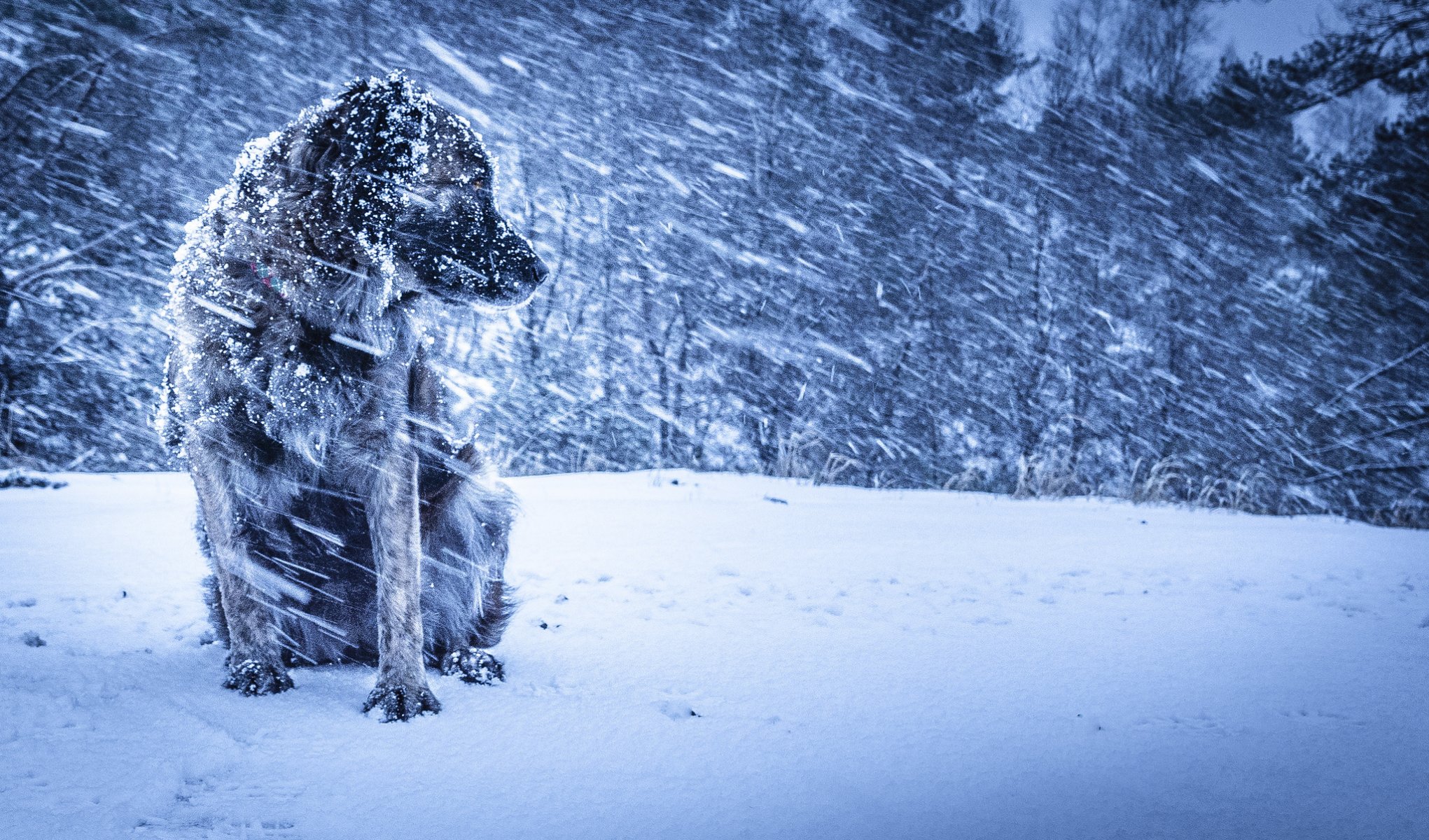 chien hiver blizzard fond
