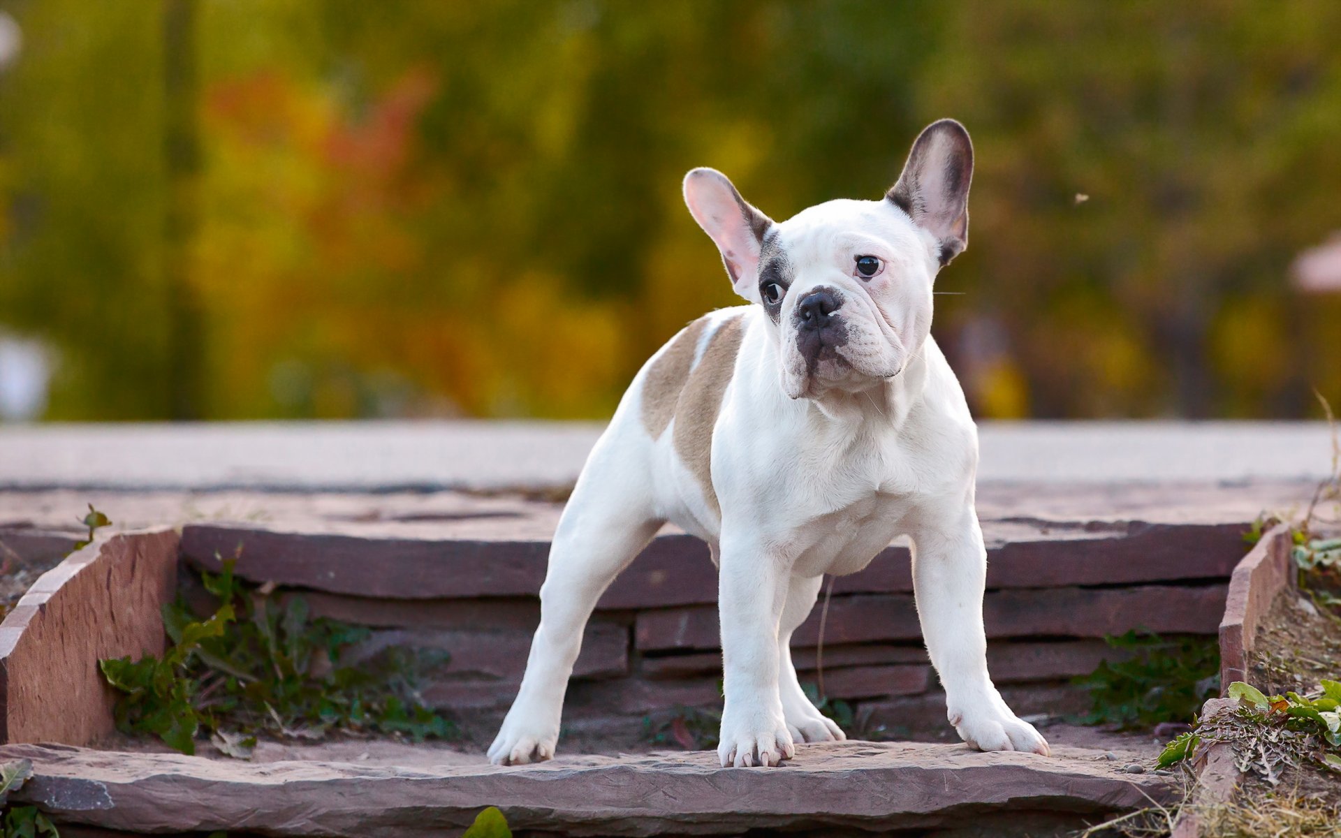 chien regard ami