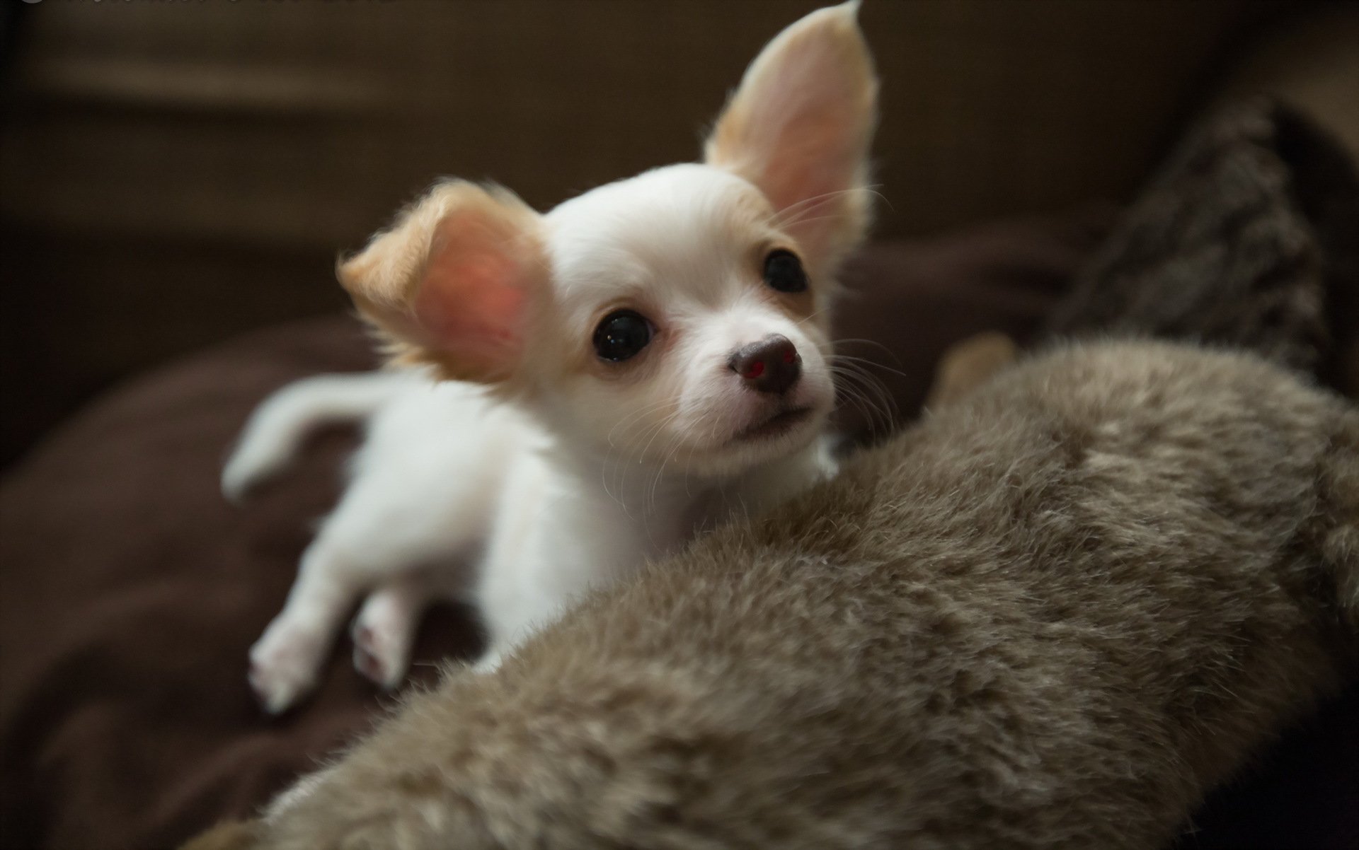 perro mirada amigo
