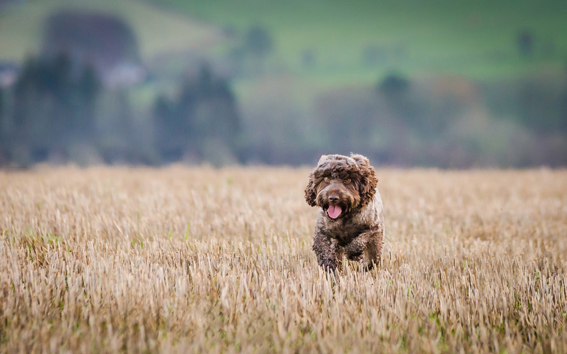 hund leichtathletik laufen