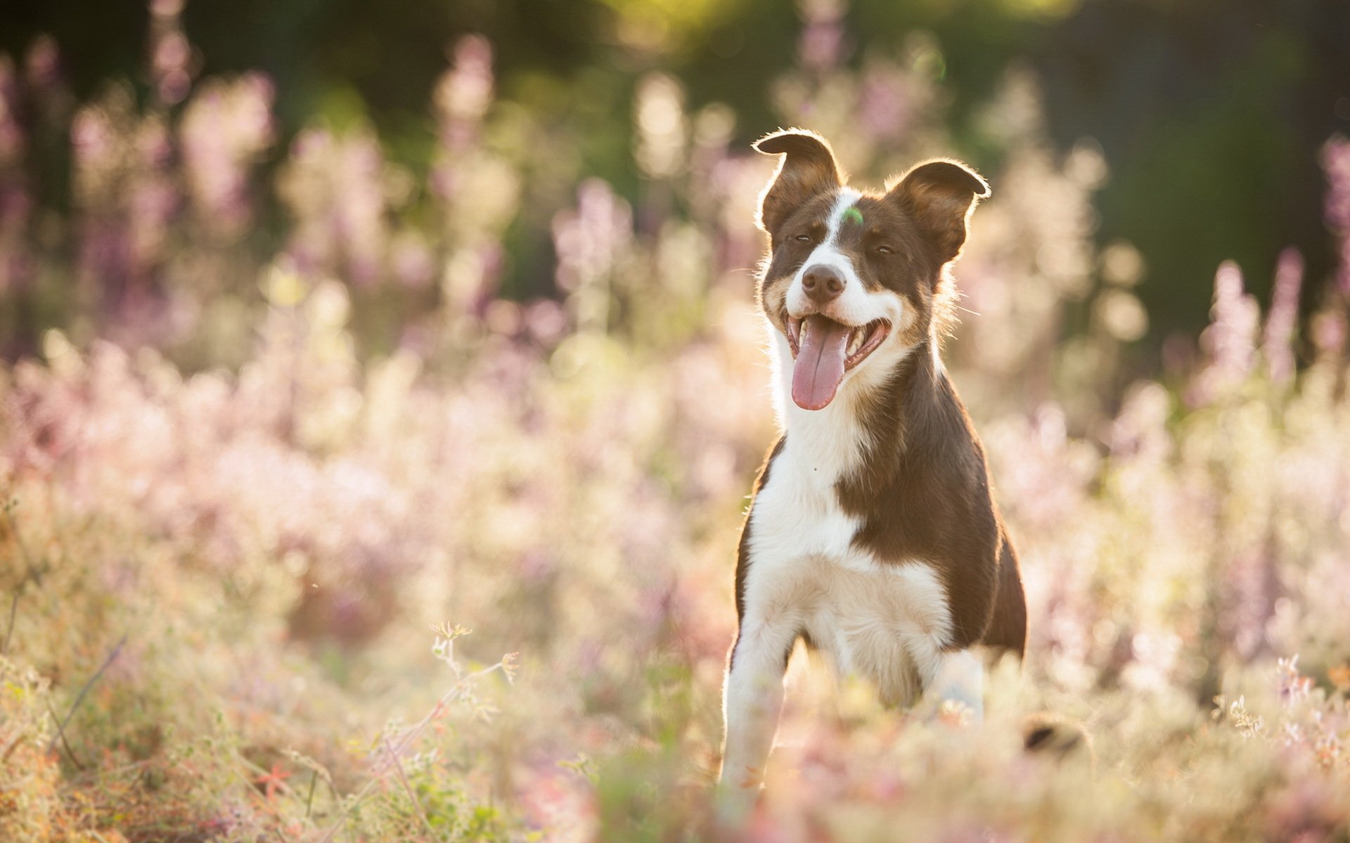chien vue ami été