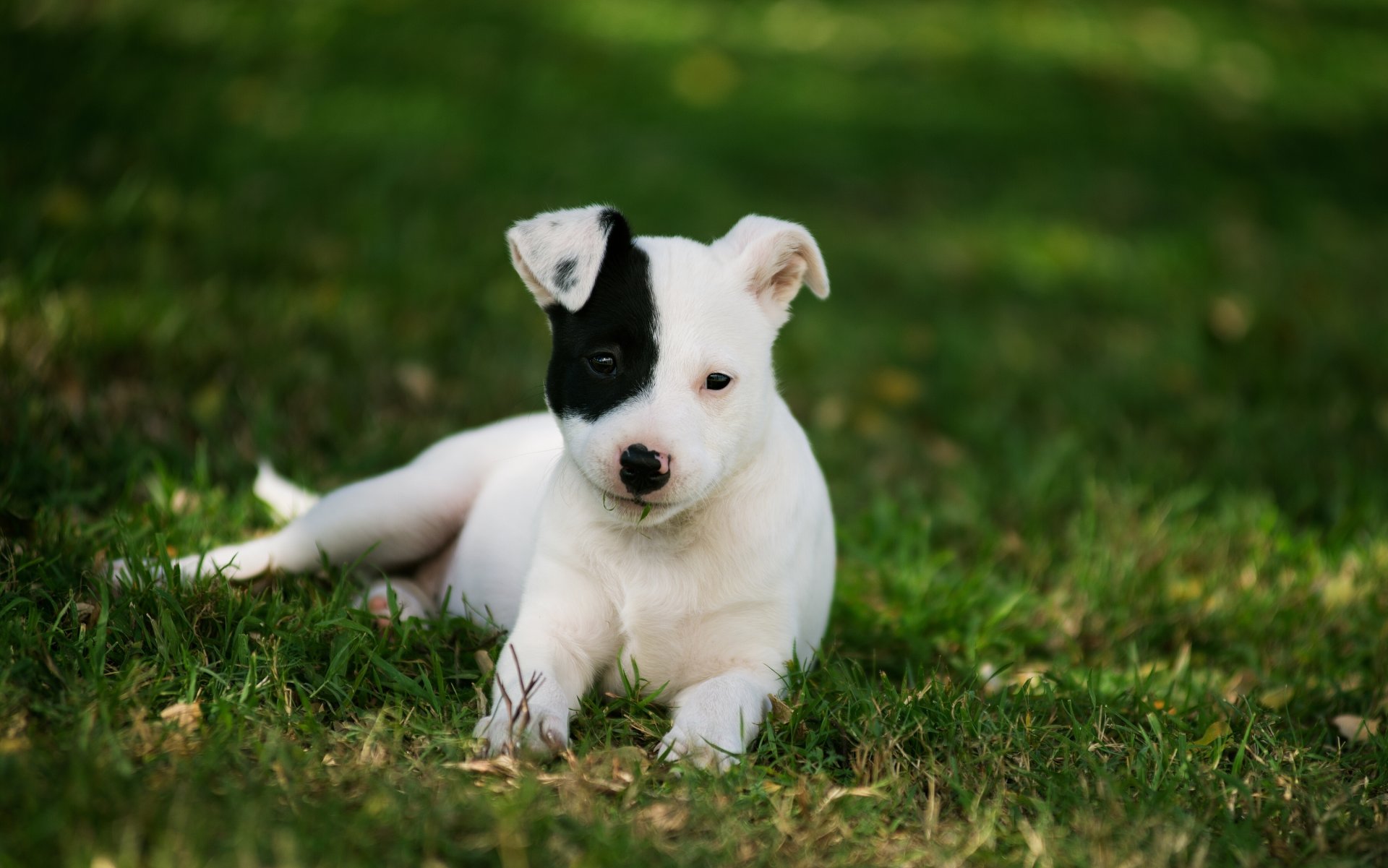 perro cachorro hierba