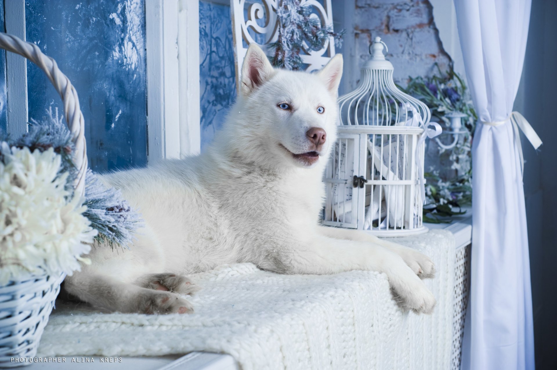 husky chien blanc