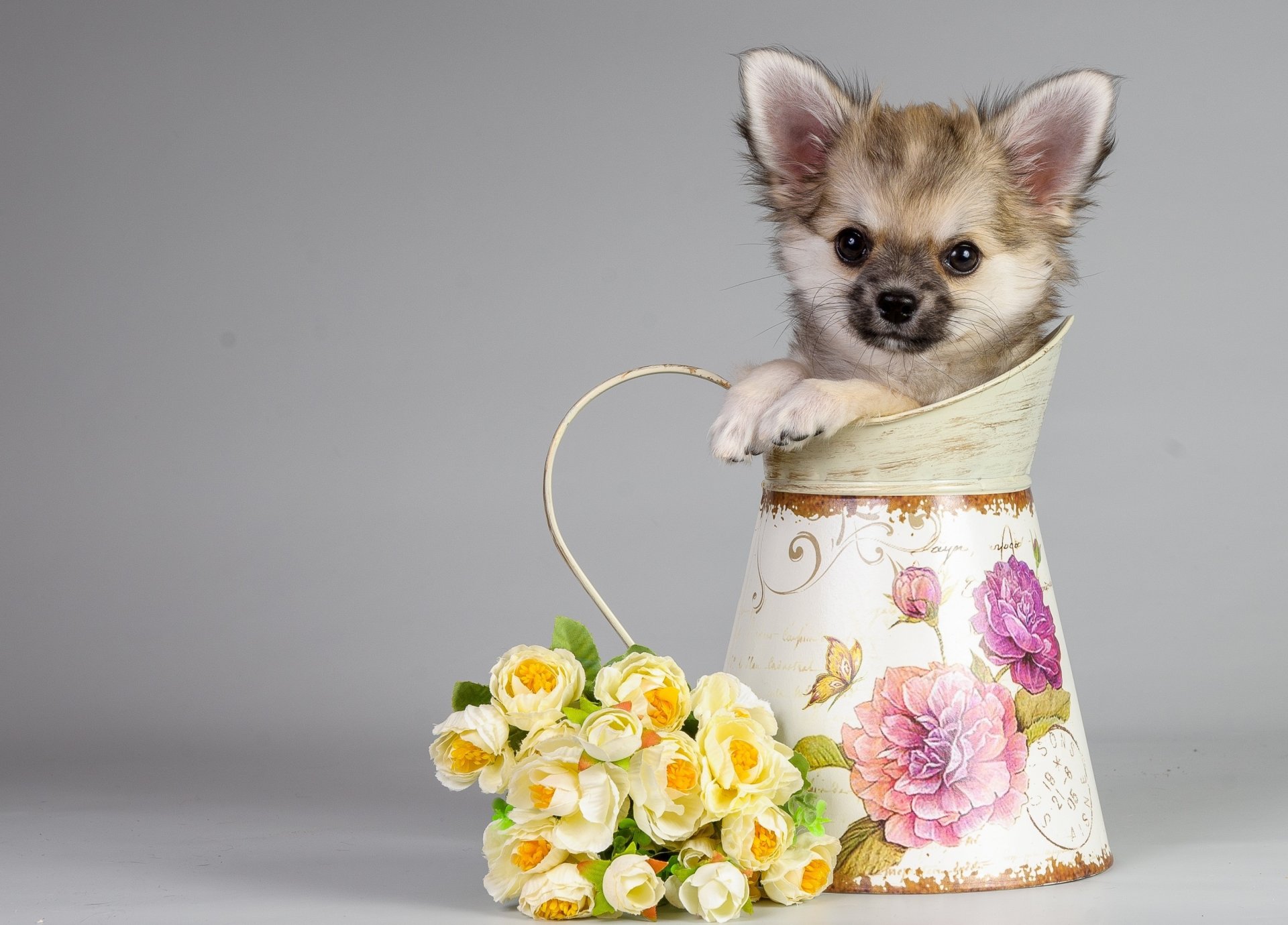 chien cruche fleurs bouquet fond