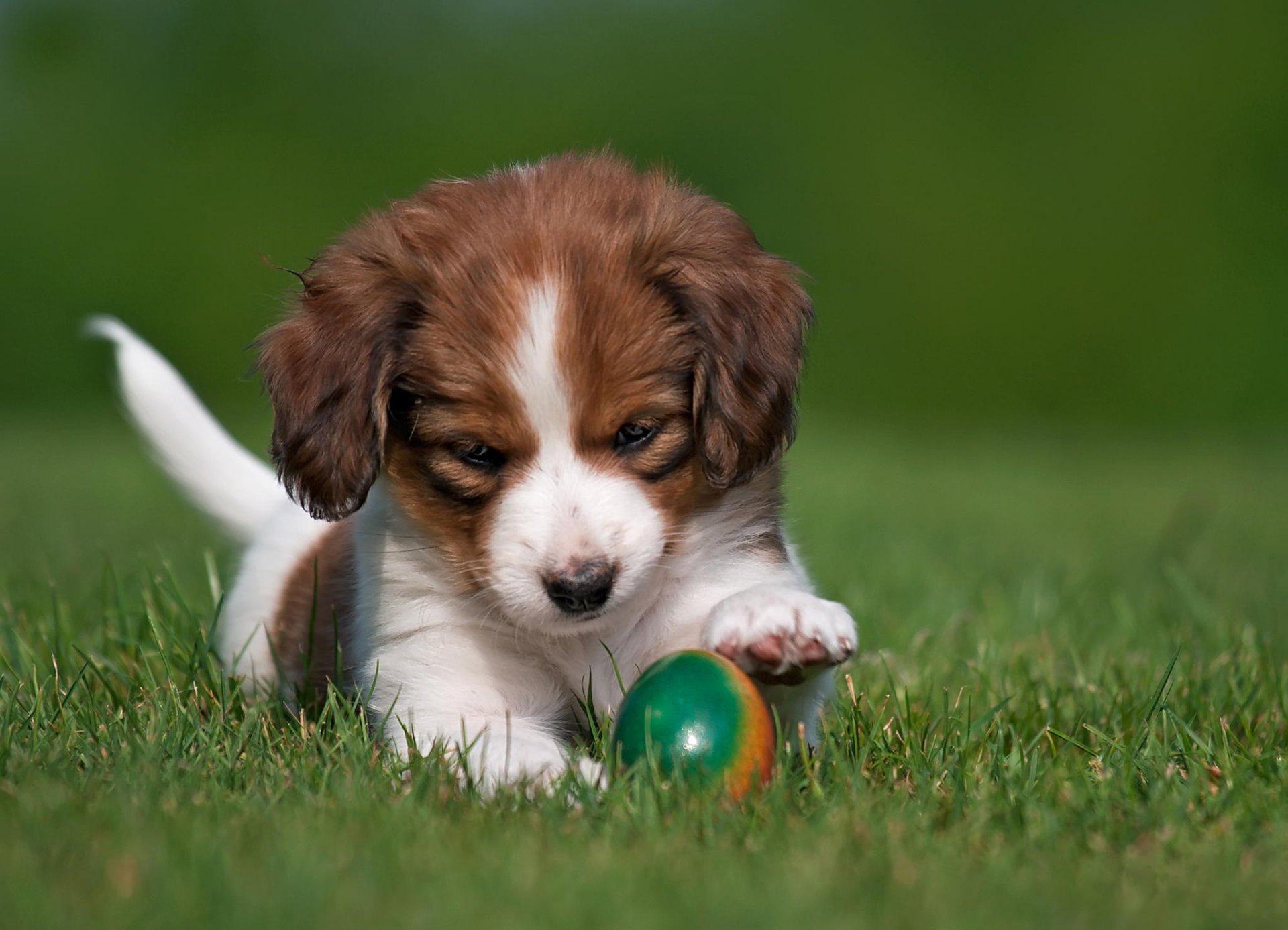 dog puppy nature grass egg kooikerhondje animal