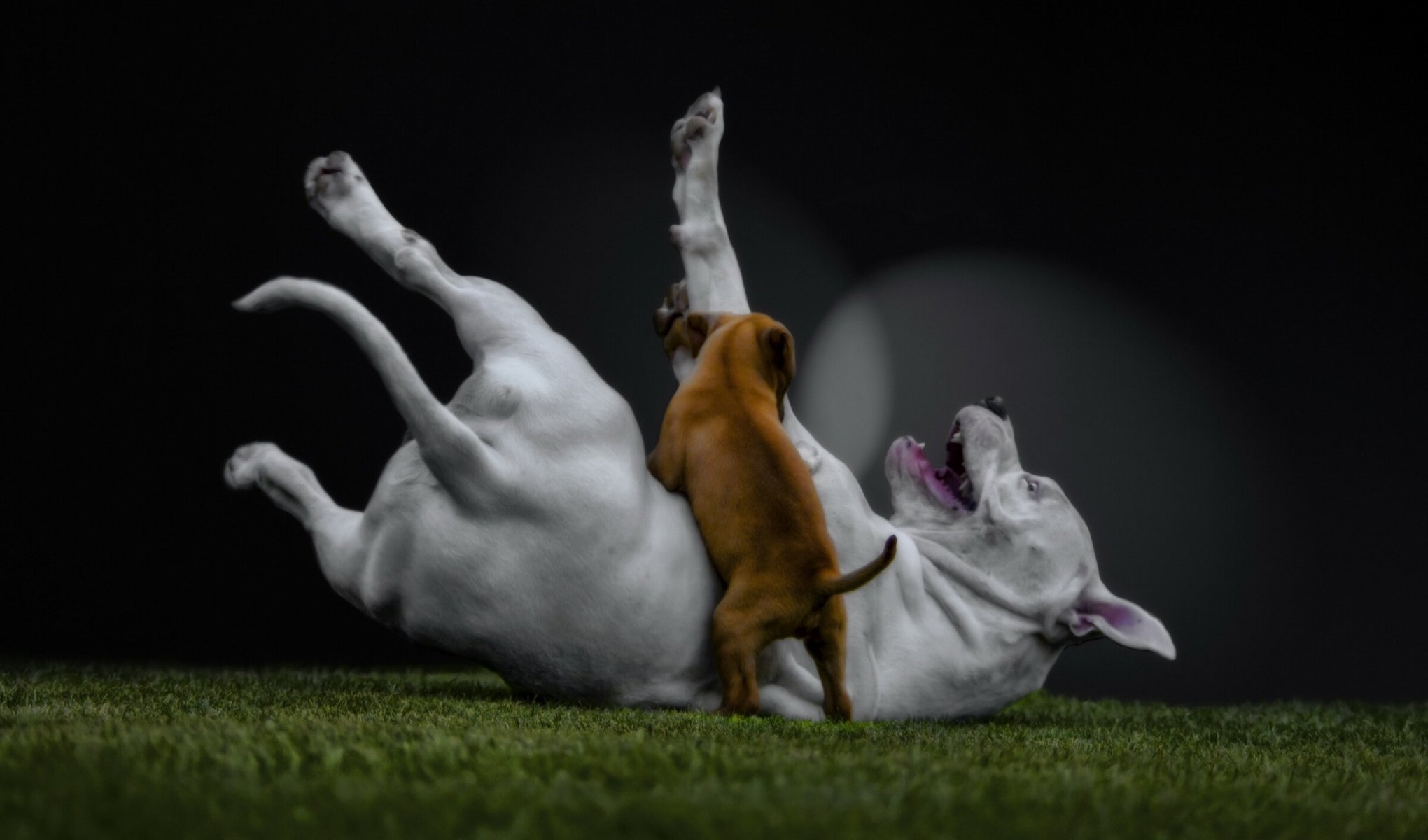 perros césped cachorro