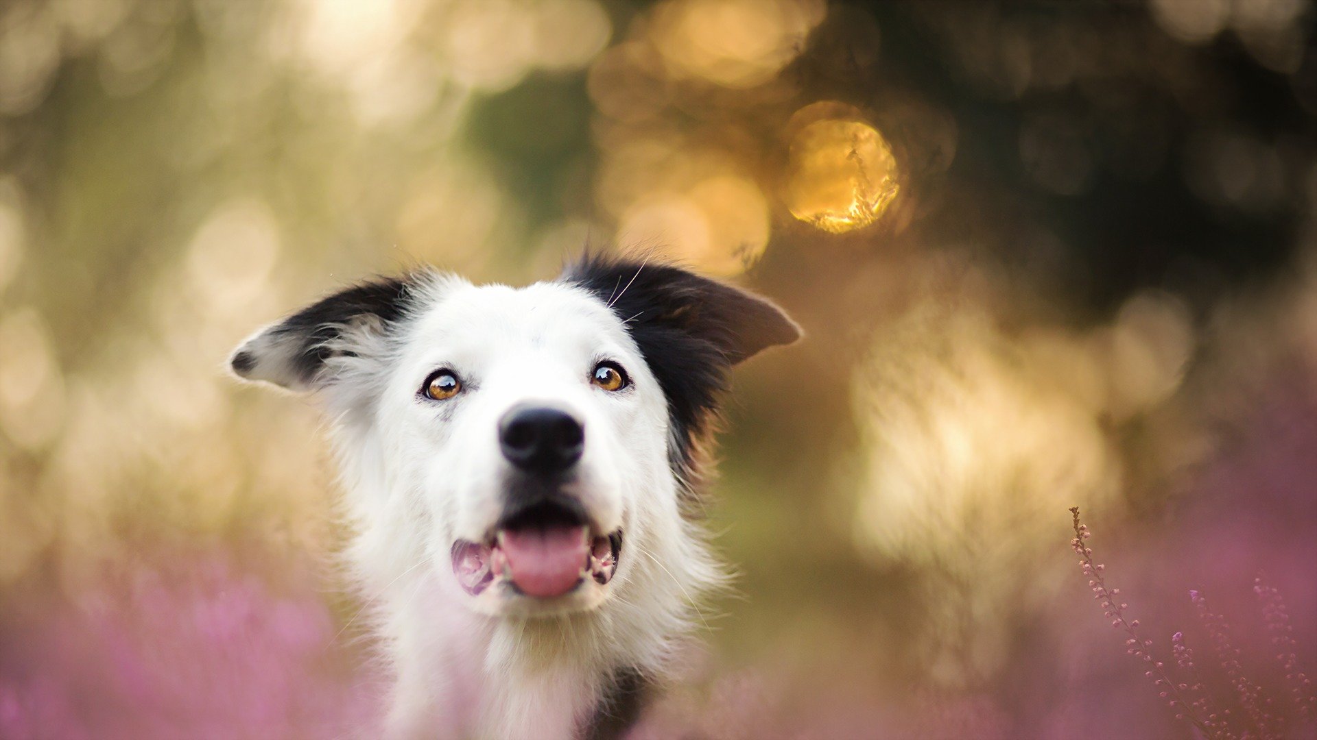 chien regard ami