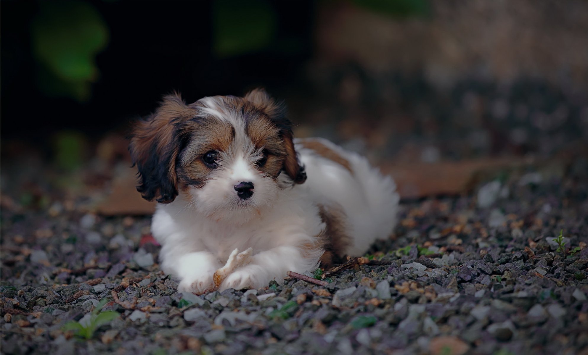 hund blick freund