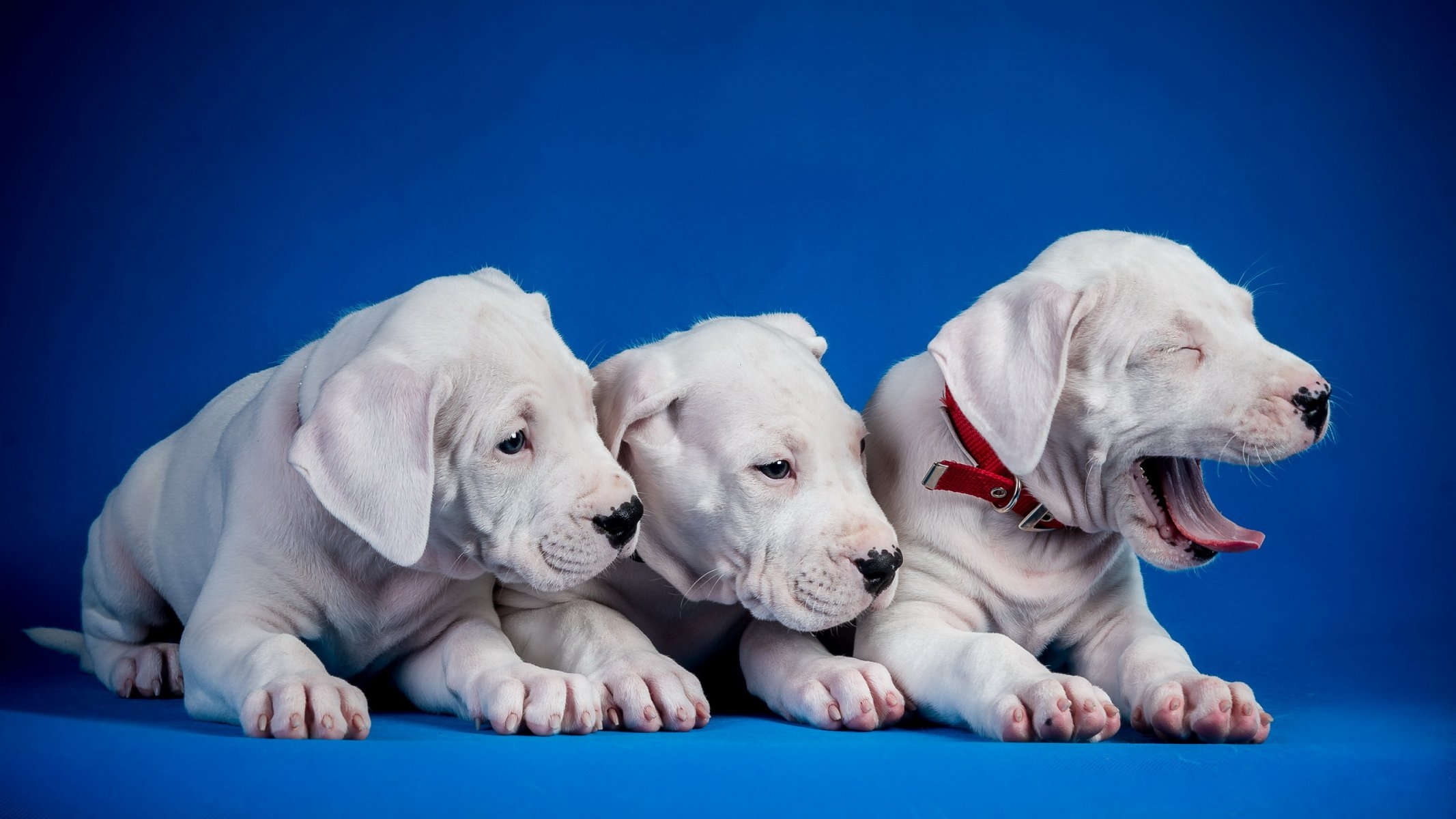 chiens chiots fond