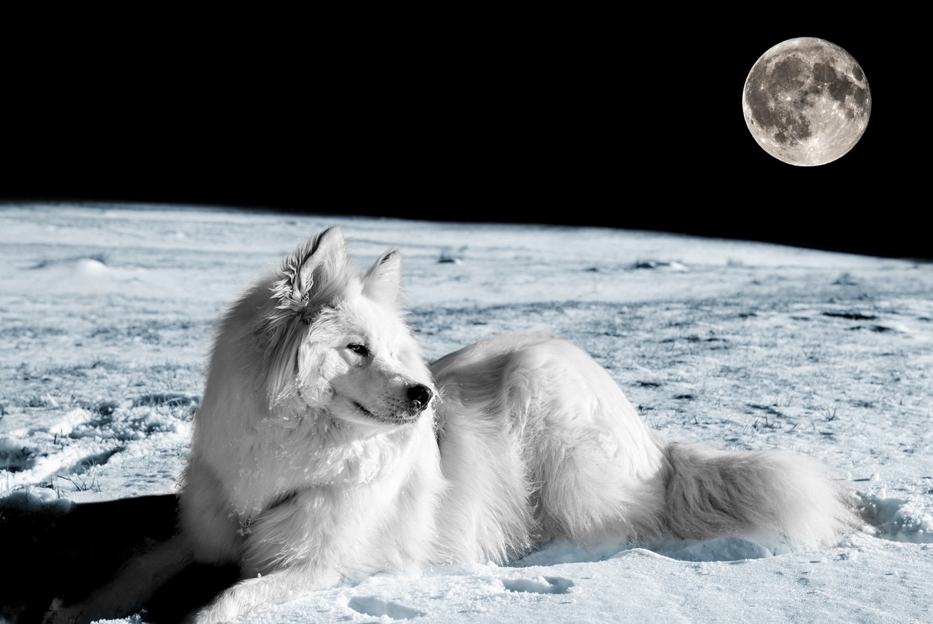 chien vue ami lune