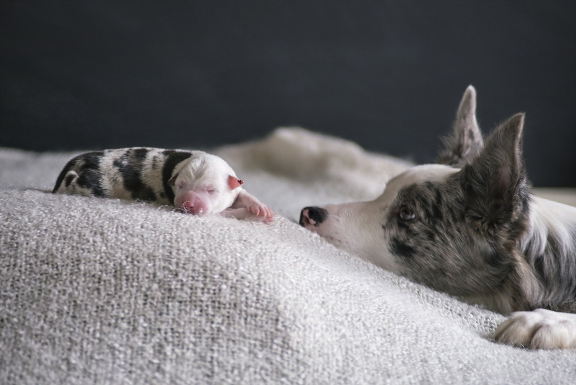 chien chiot maison