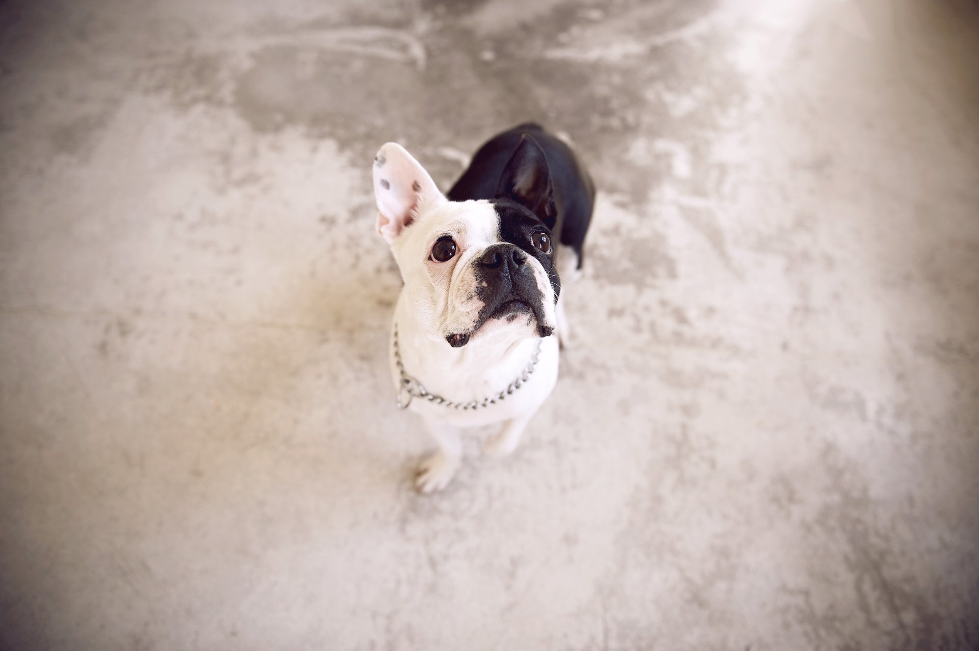 französische bulldogge hund blick hintergrund