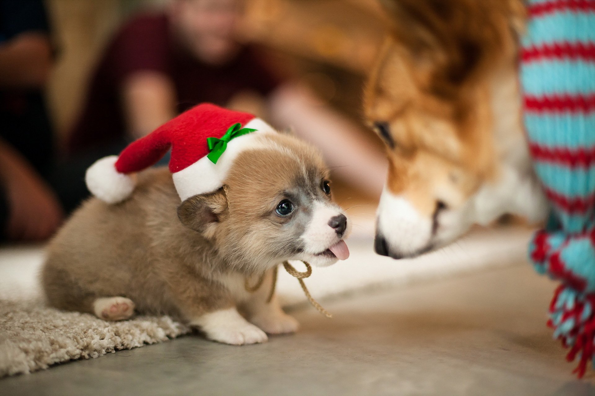 chien regard ami
