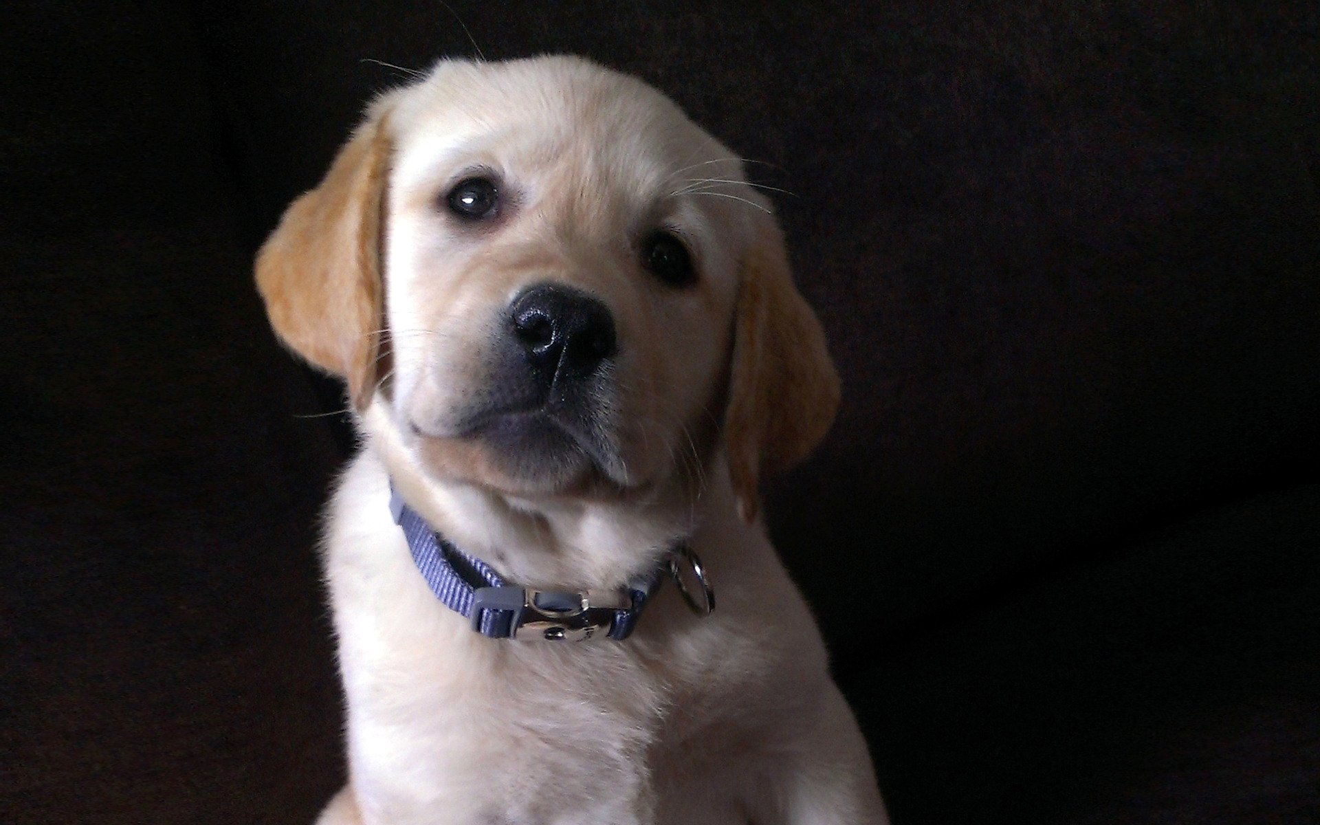 labrador welpe blick