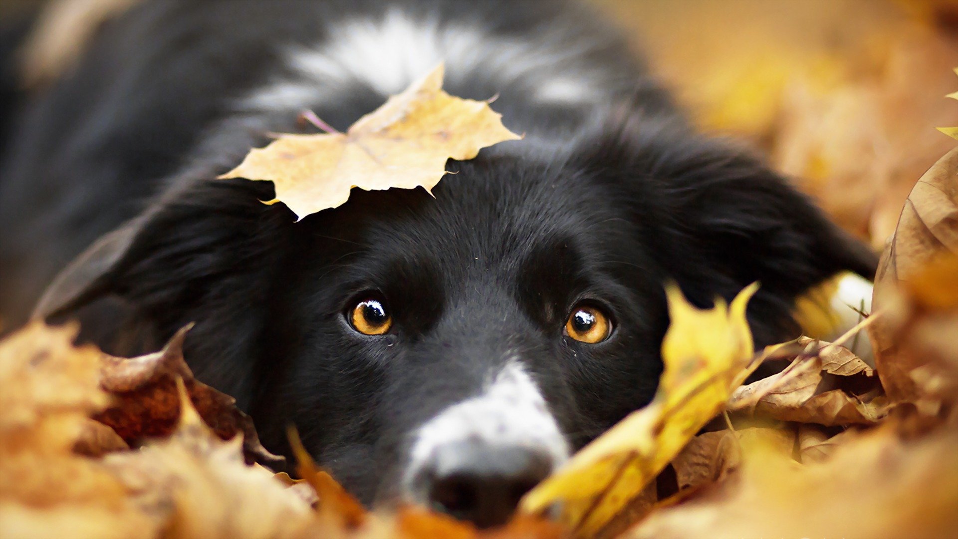 chien regard ami