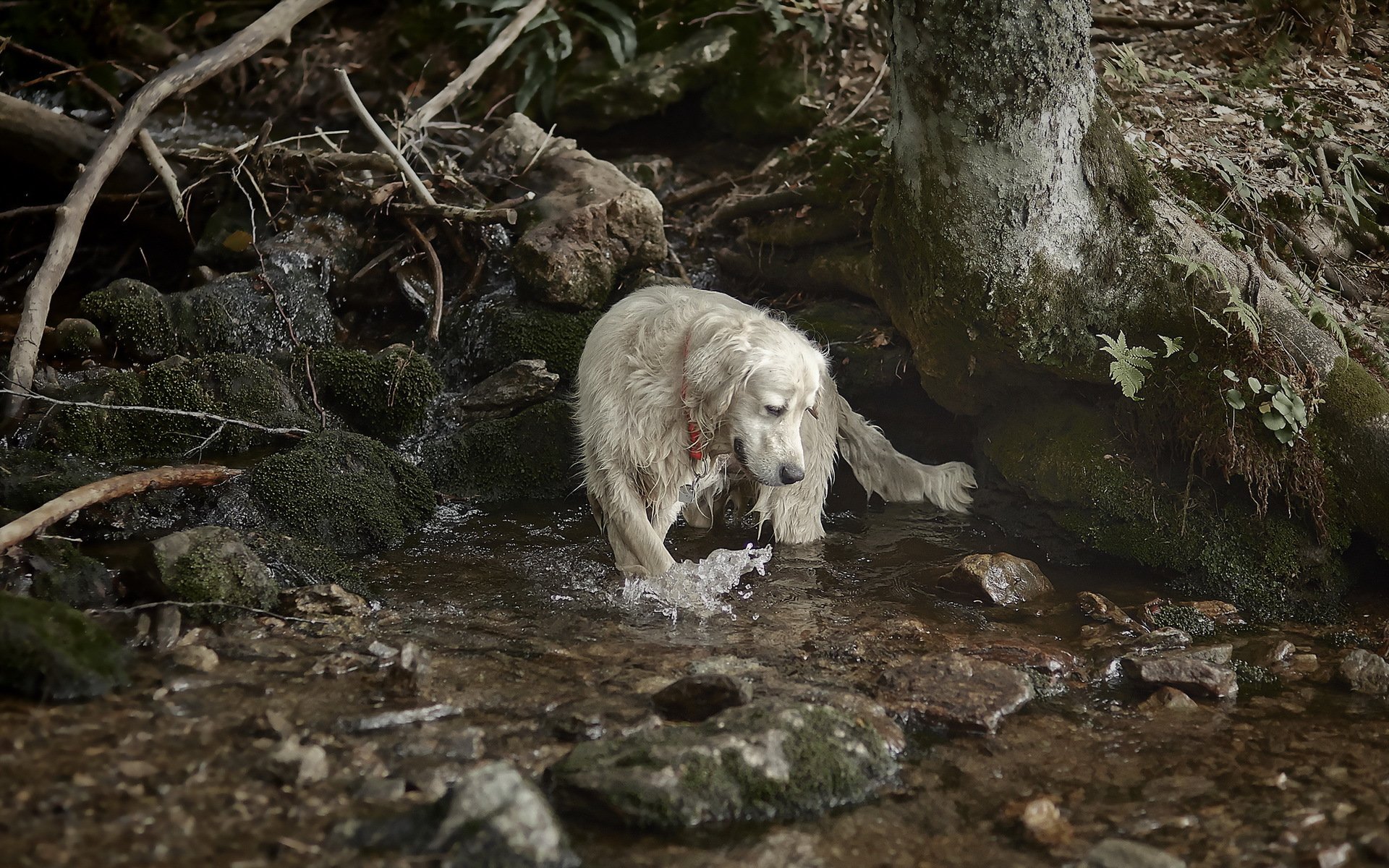 dog river nature