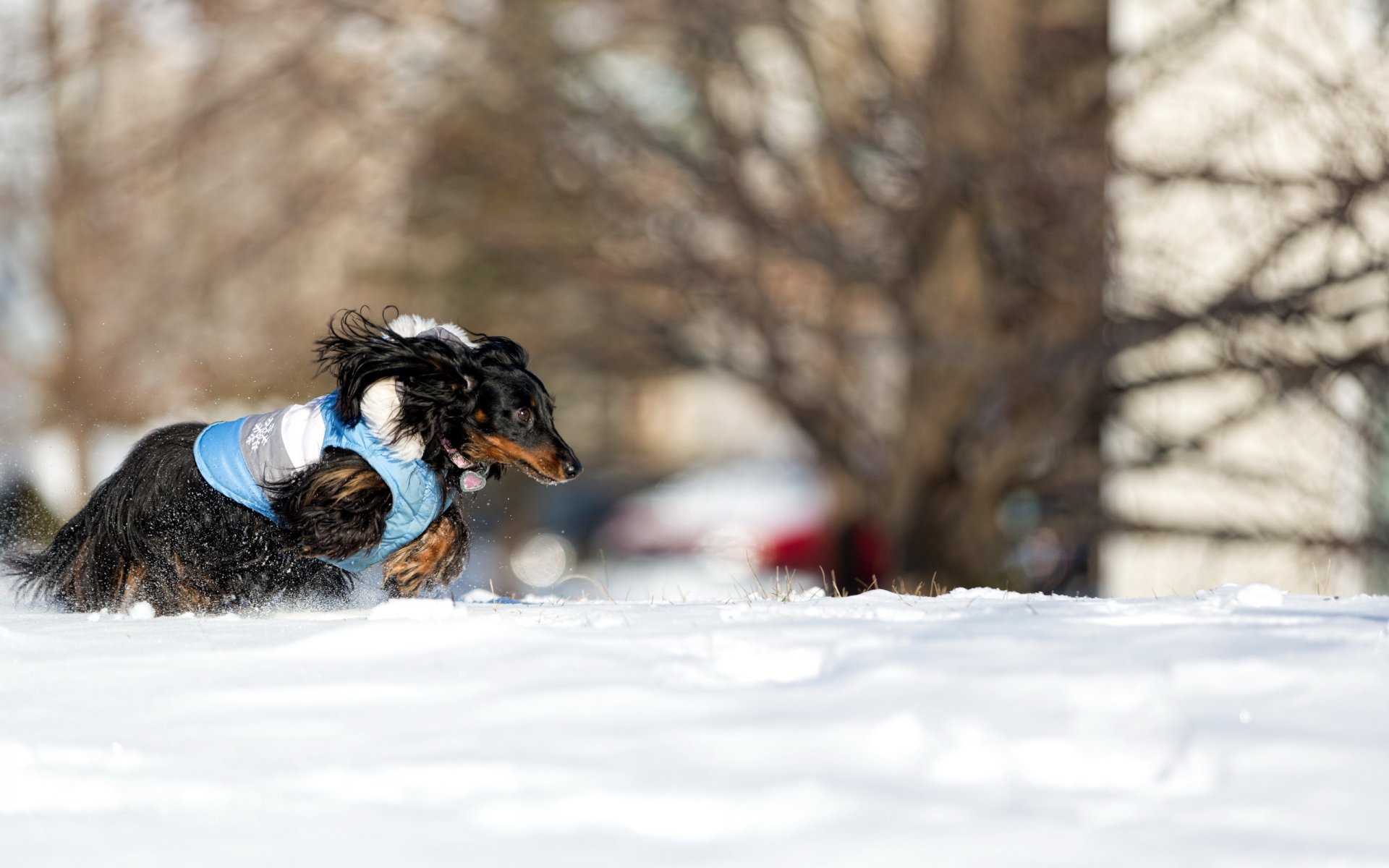 hund schnee laufen