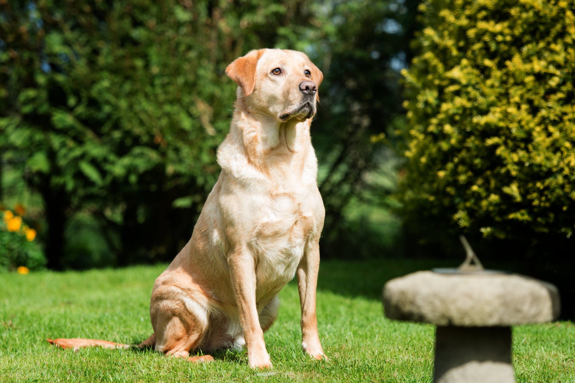 hund labrador gras