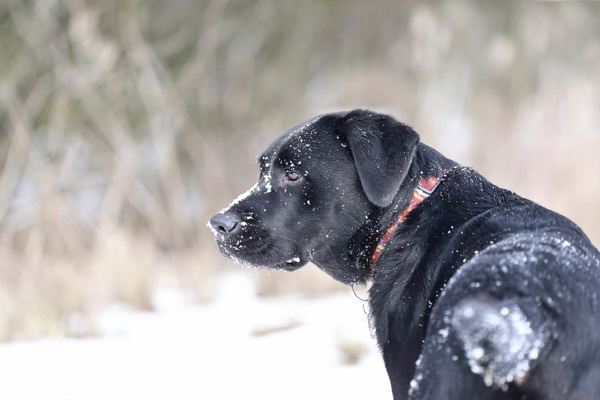 nieve collar de perro