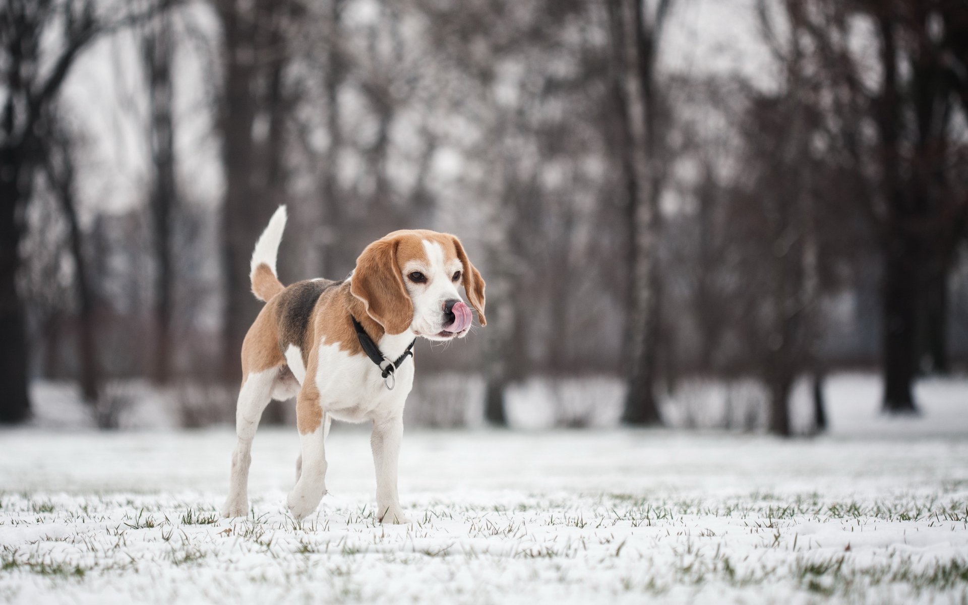 perro amigo beagle
