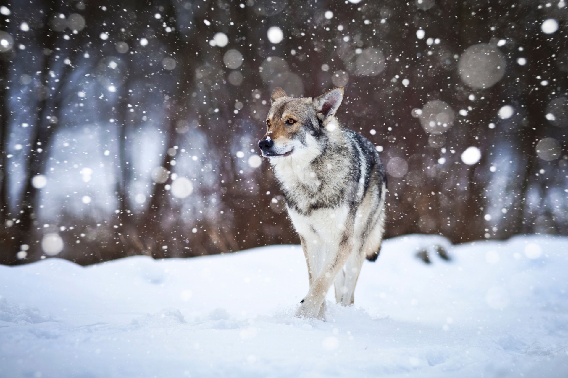 dog snow