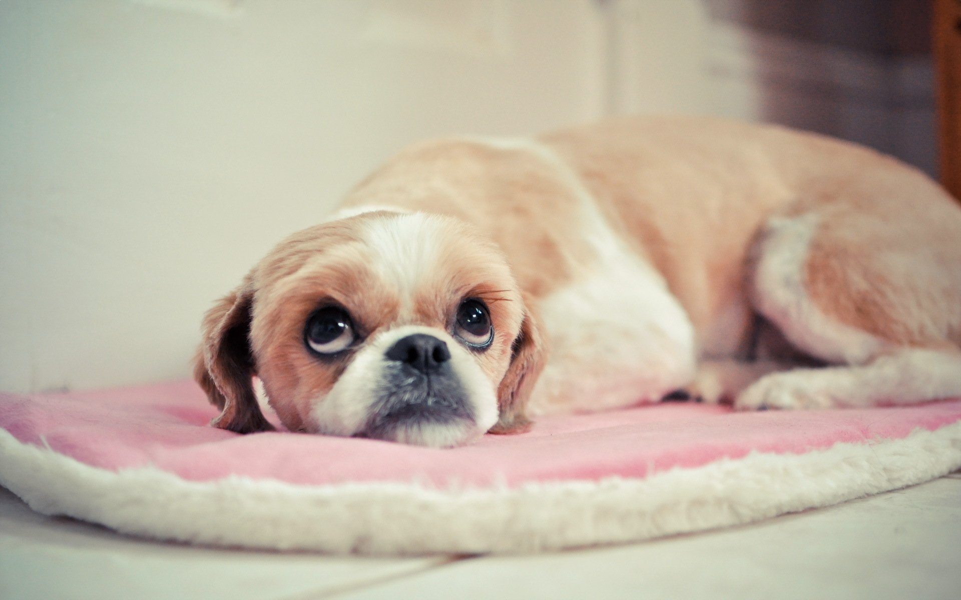 dog view background