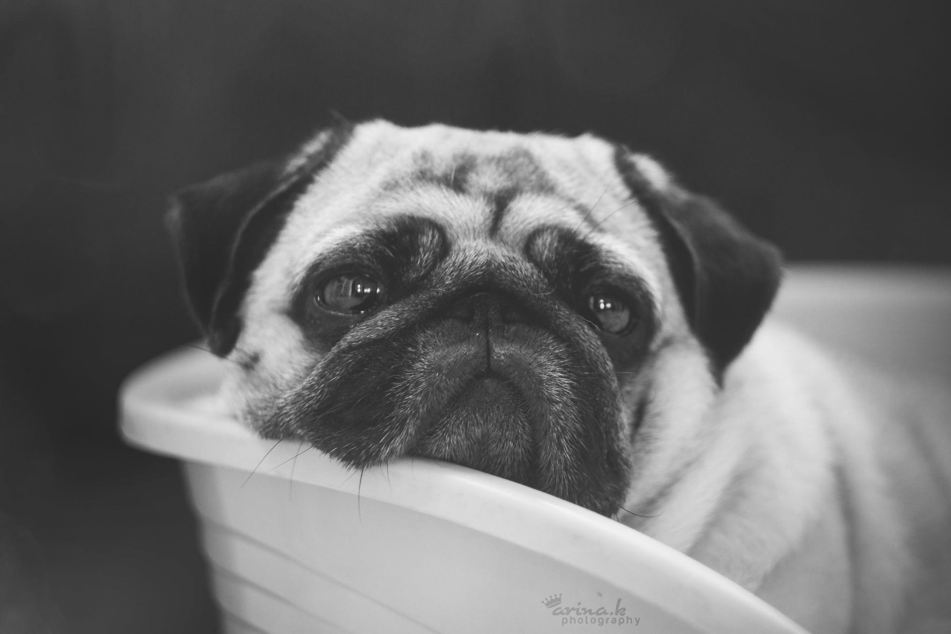 cane carlino amico muso