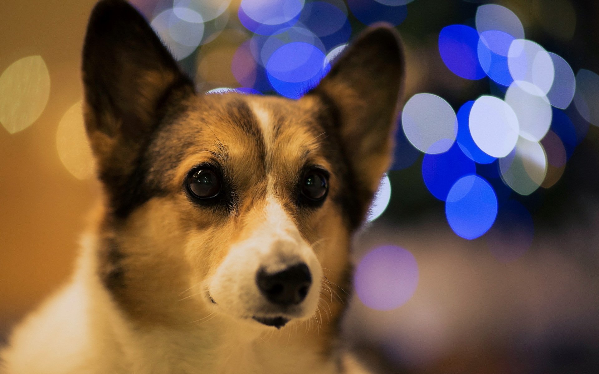 bokeh hund freund blick