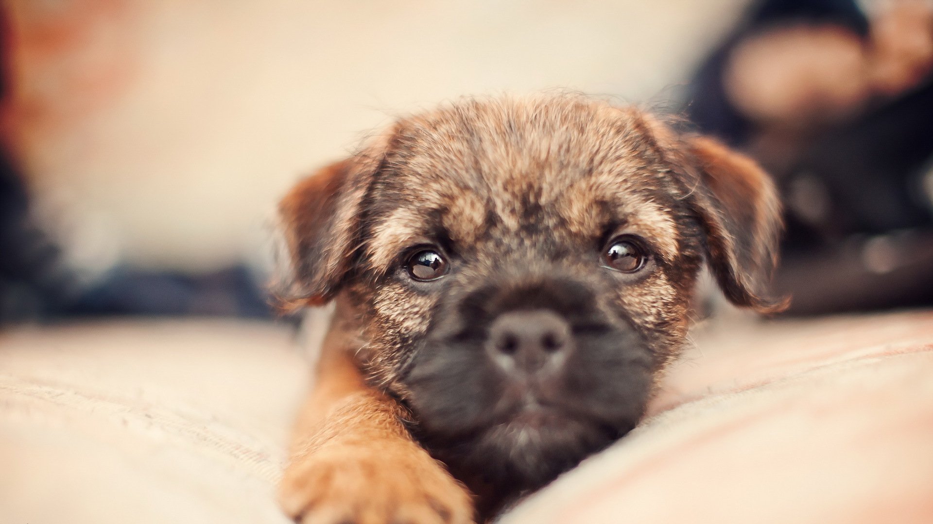 hund welpe hintergrund