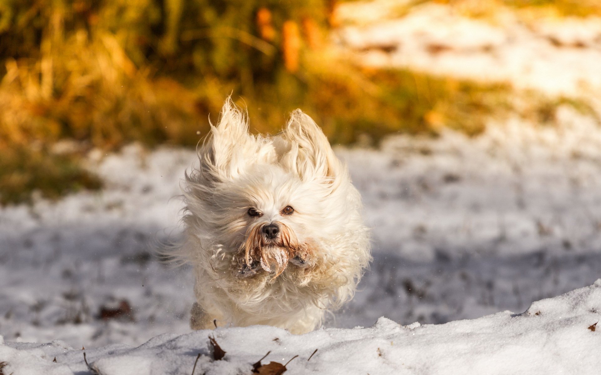 chien ami hiver neige